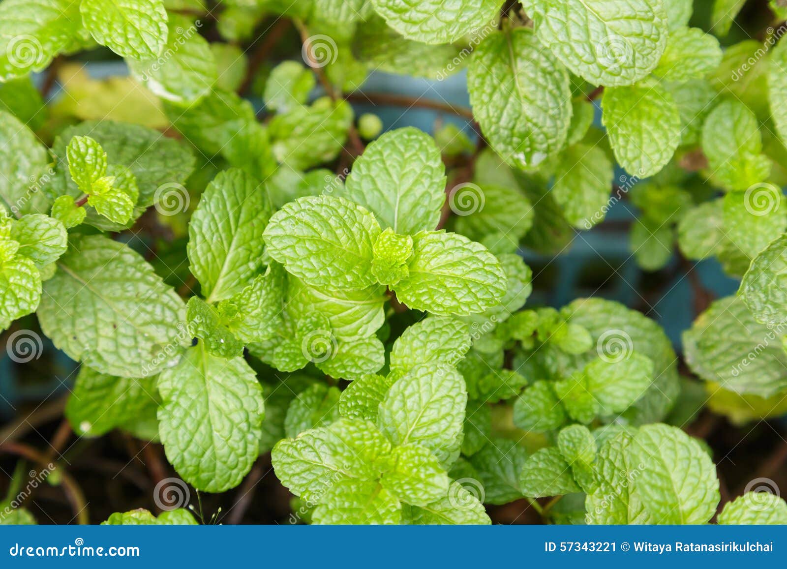 Mint leaves stock image. Image of spice, chlorophyll 57343221