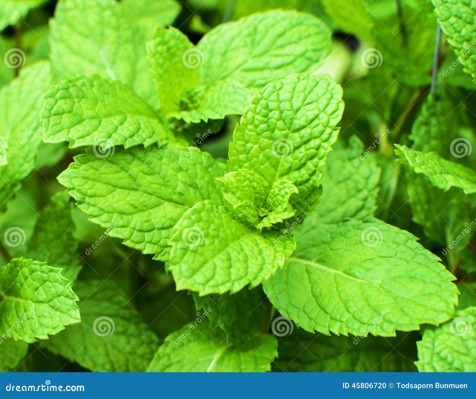 Mint leaves stock photo. Image of plant, grow, leaves 45806720