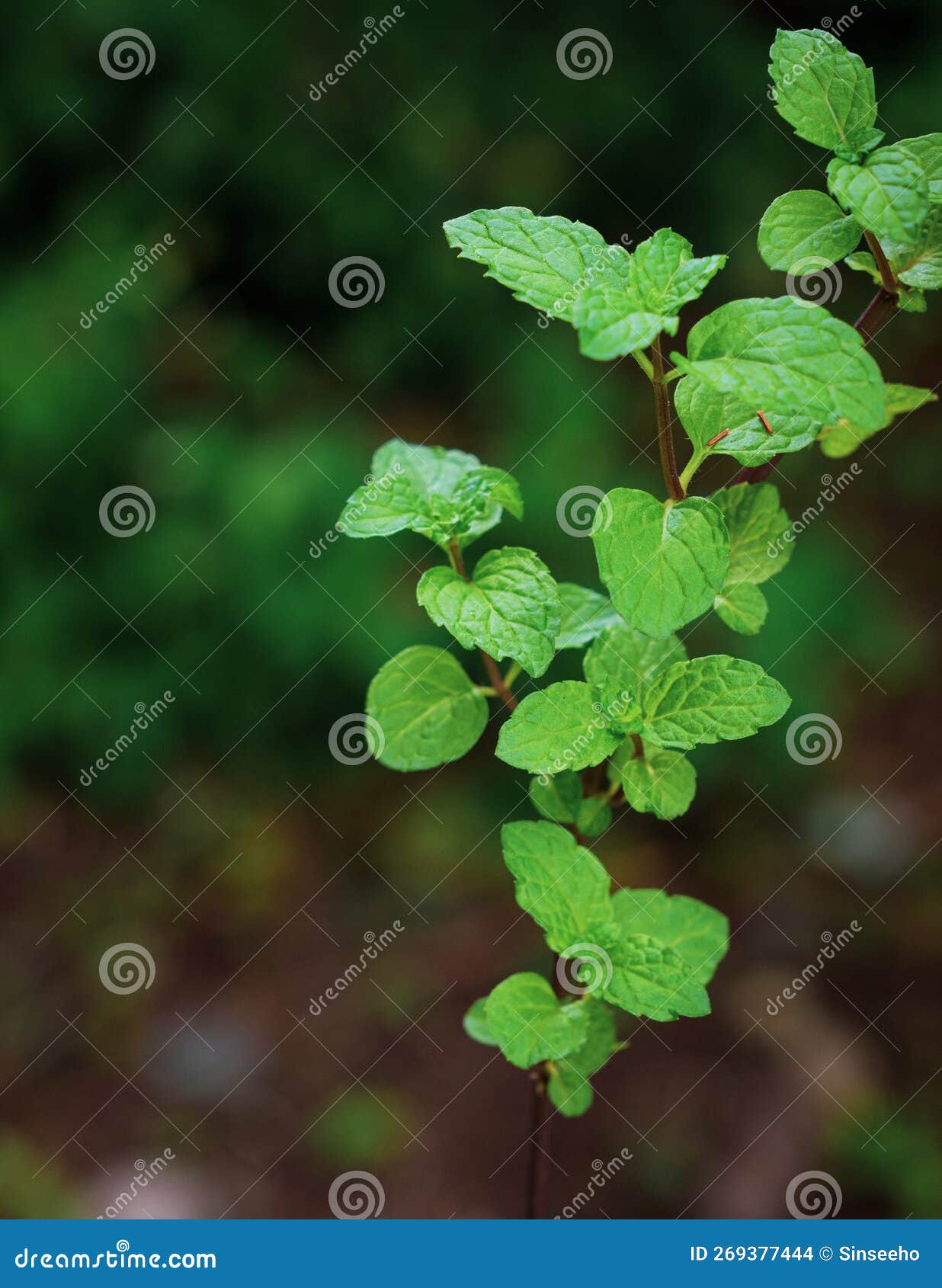 Mint leaves in the garden stock photo. Image of background 269377444