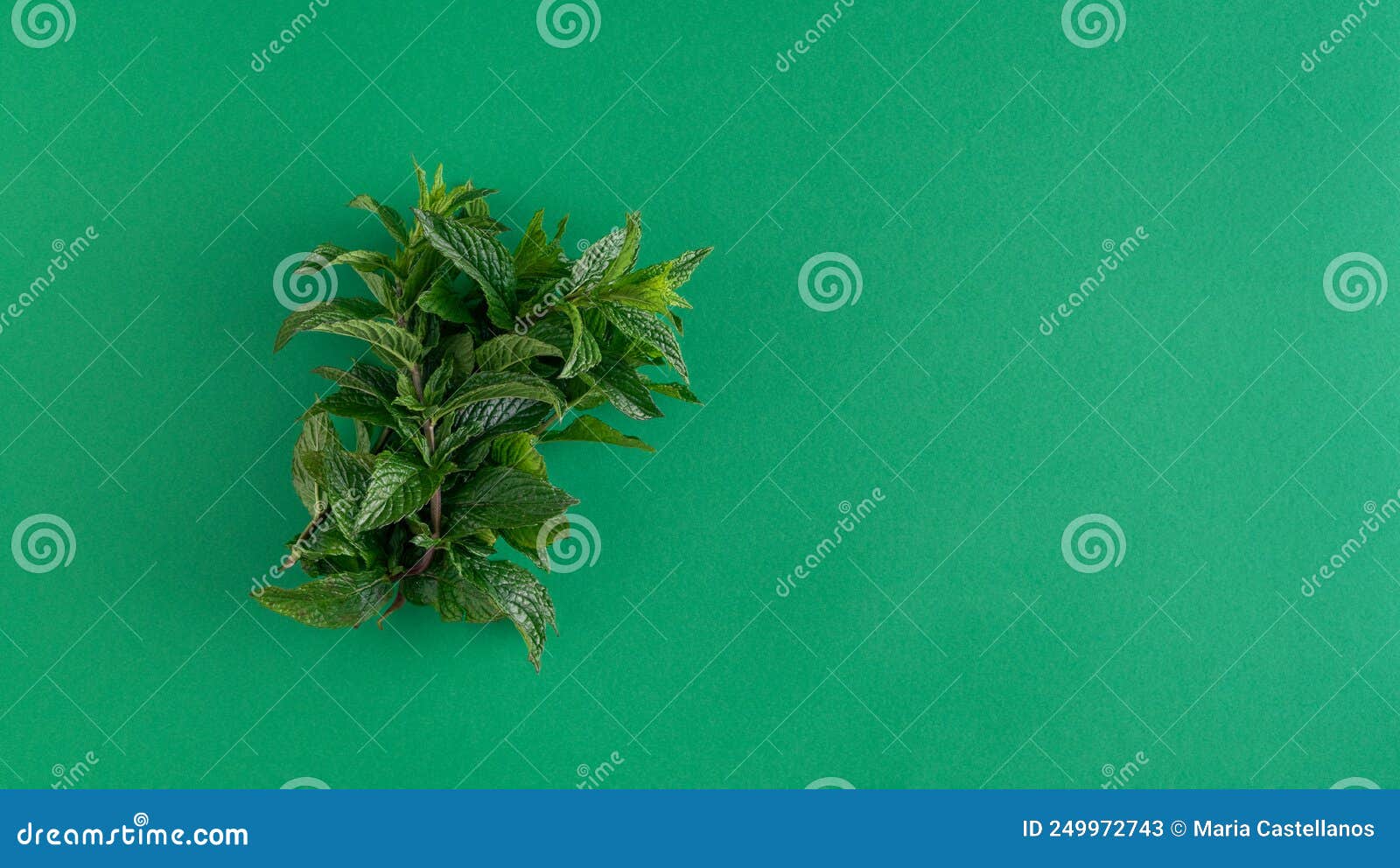 Mint Leaves on Green Background. Copy Space. Stock Image Image of