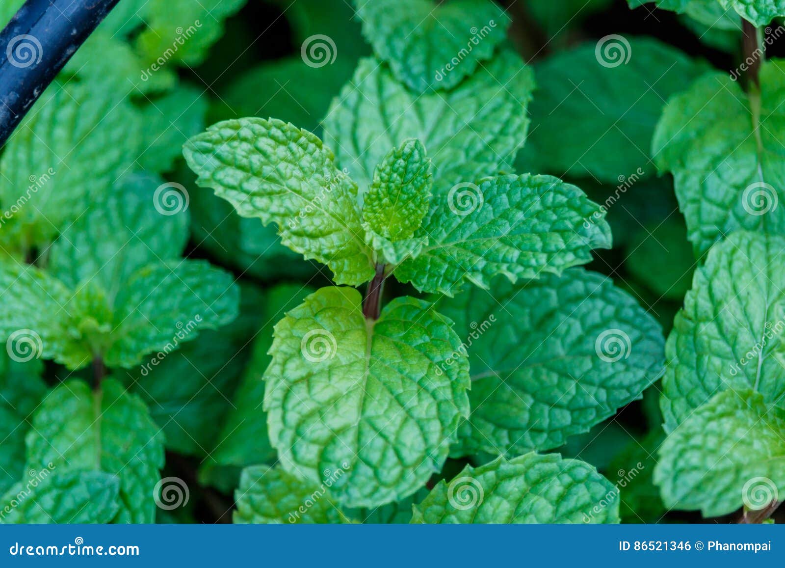 Mint Leaves Growing in a Garden. Mint, Peppermint, Spearmint Stock Photo Image of healthy