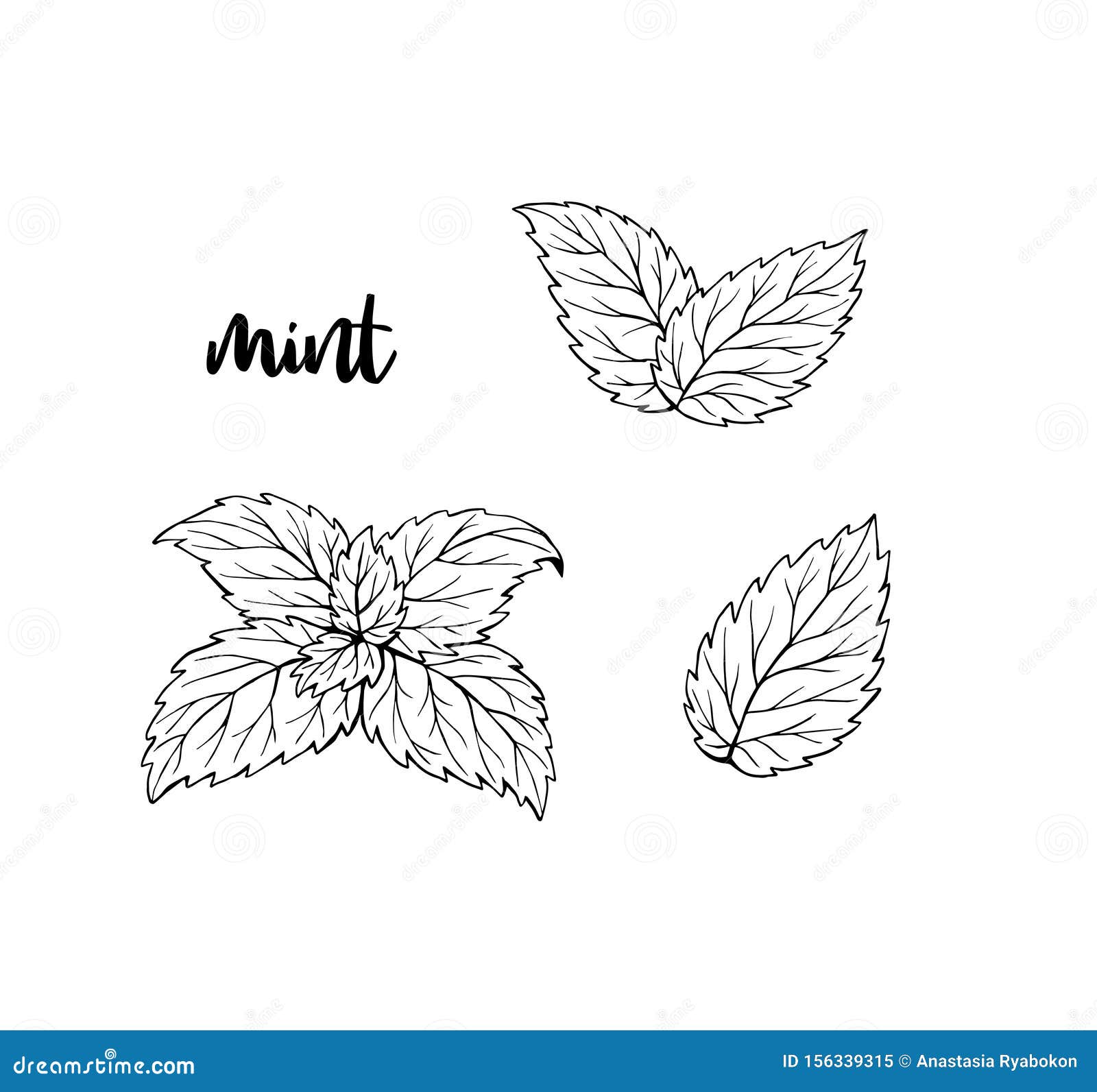 Mint Leaves Hand Drawn Illustration Isolated Stock Vector