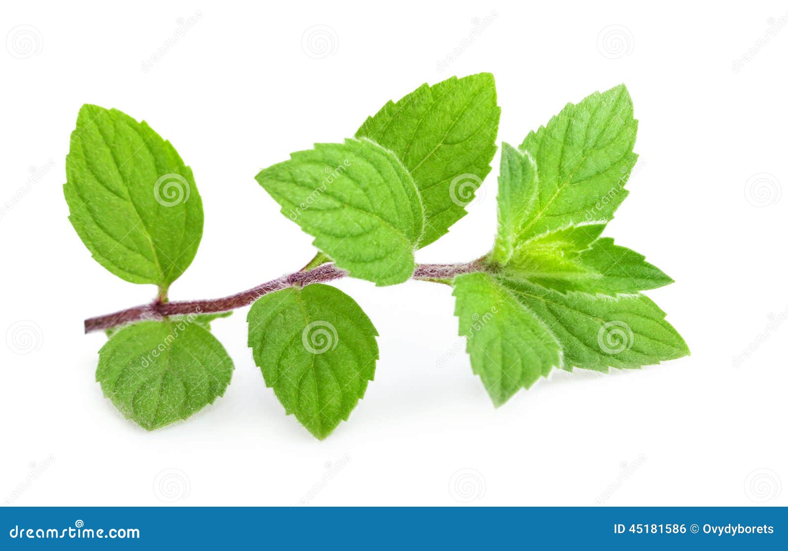 Mint leaves isolated stock photo. Image of home, peppermint 45181586