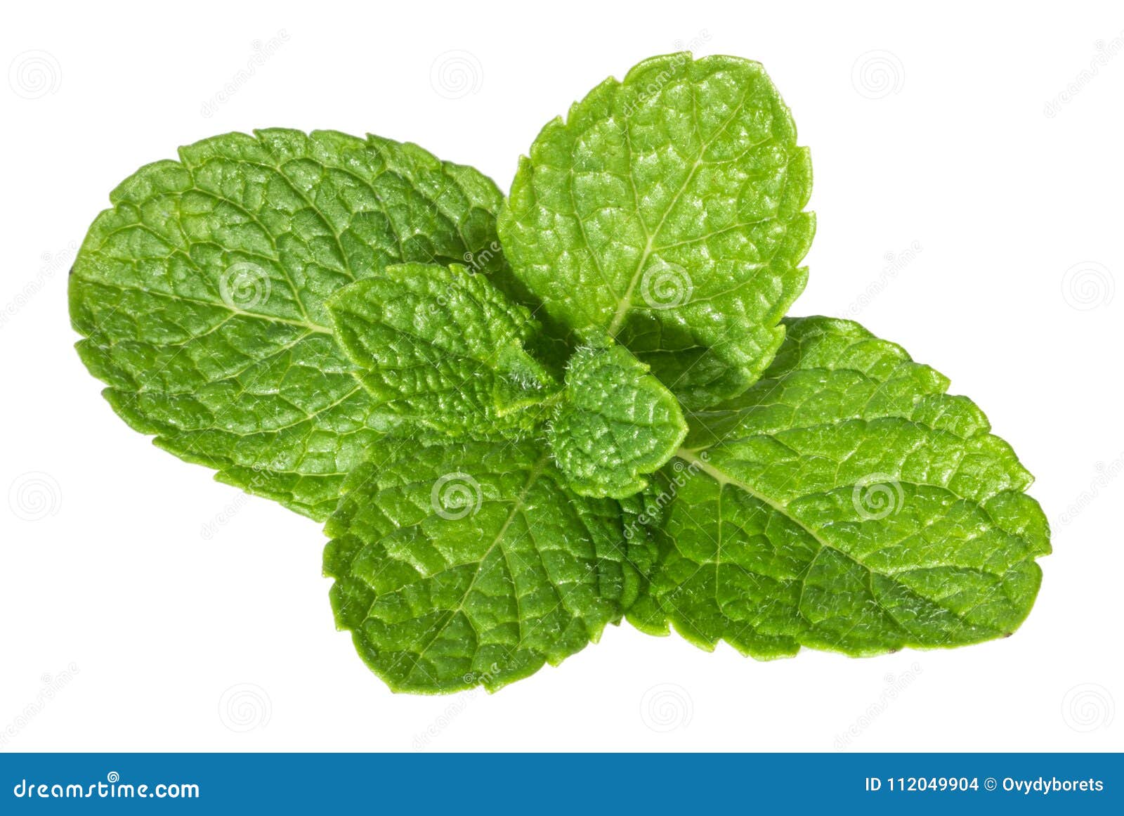 Essential Oil Essential and Chocolate with Mint Leaves Isolated