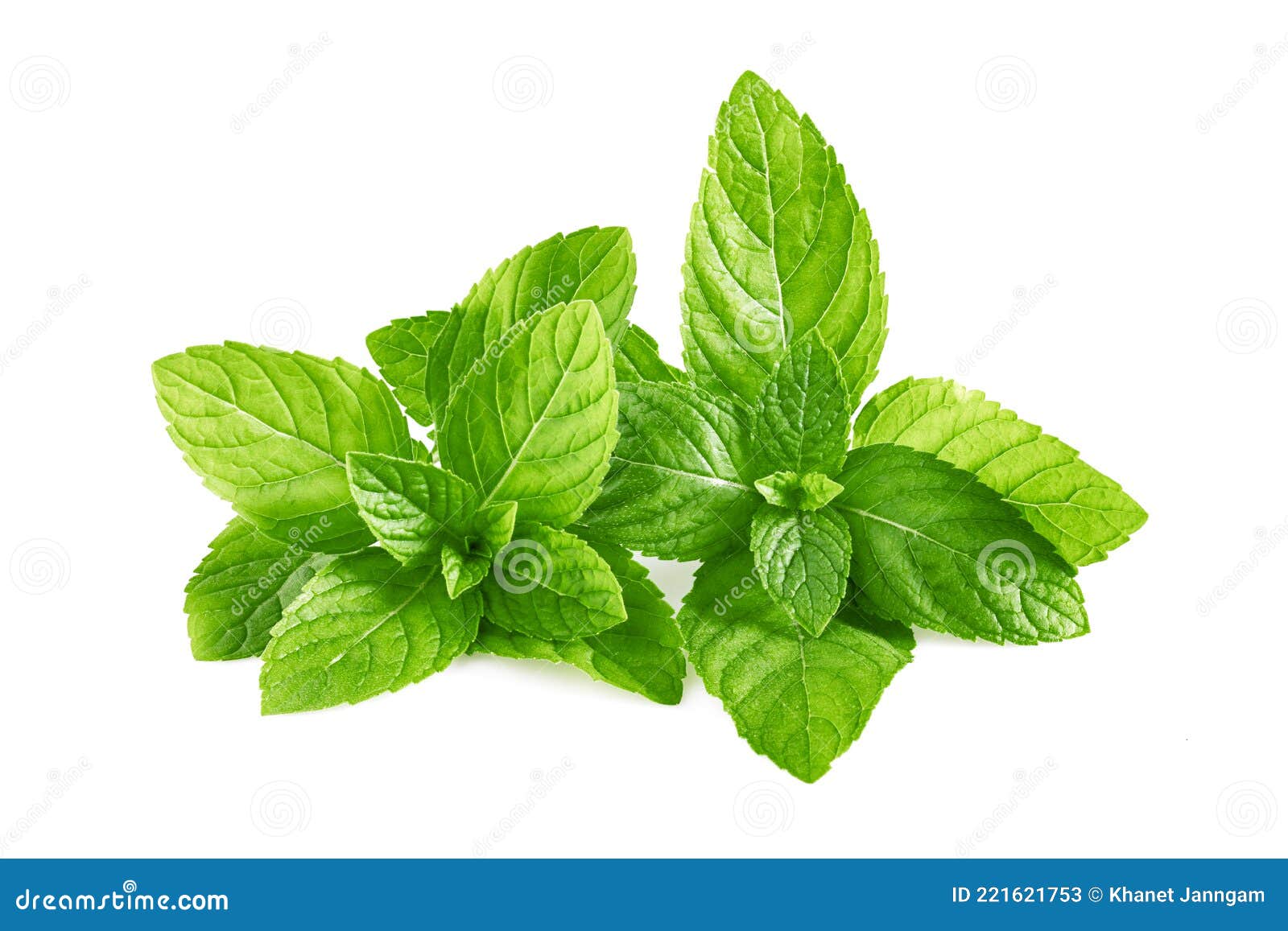 Mint Leaves, Mint Leaves Isolated Stock Image Image of nature, ingredient 221621753