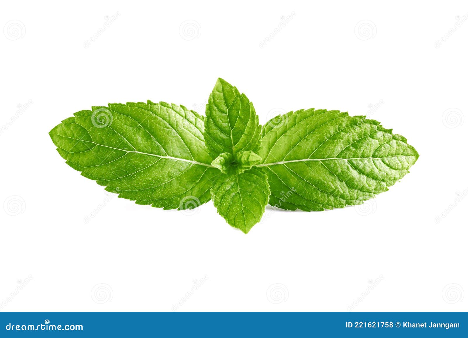 Mint Leaves, Mint Leaves Isolated Stock Photo Image of vegetable, fresh 221621758