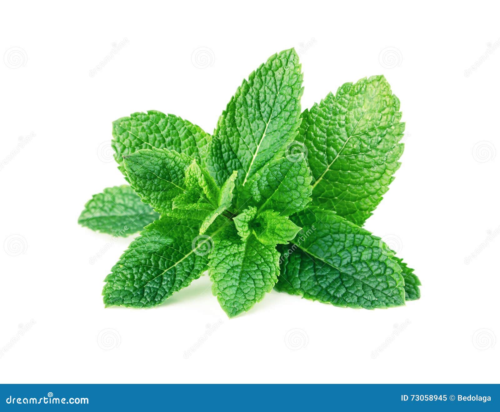 Mint Leaves Isolated On White RoyaltyFree Stock Photography