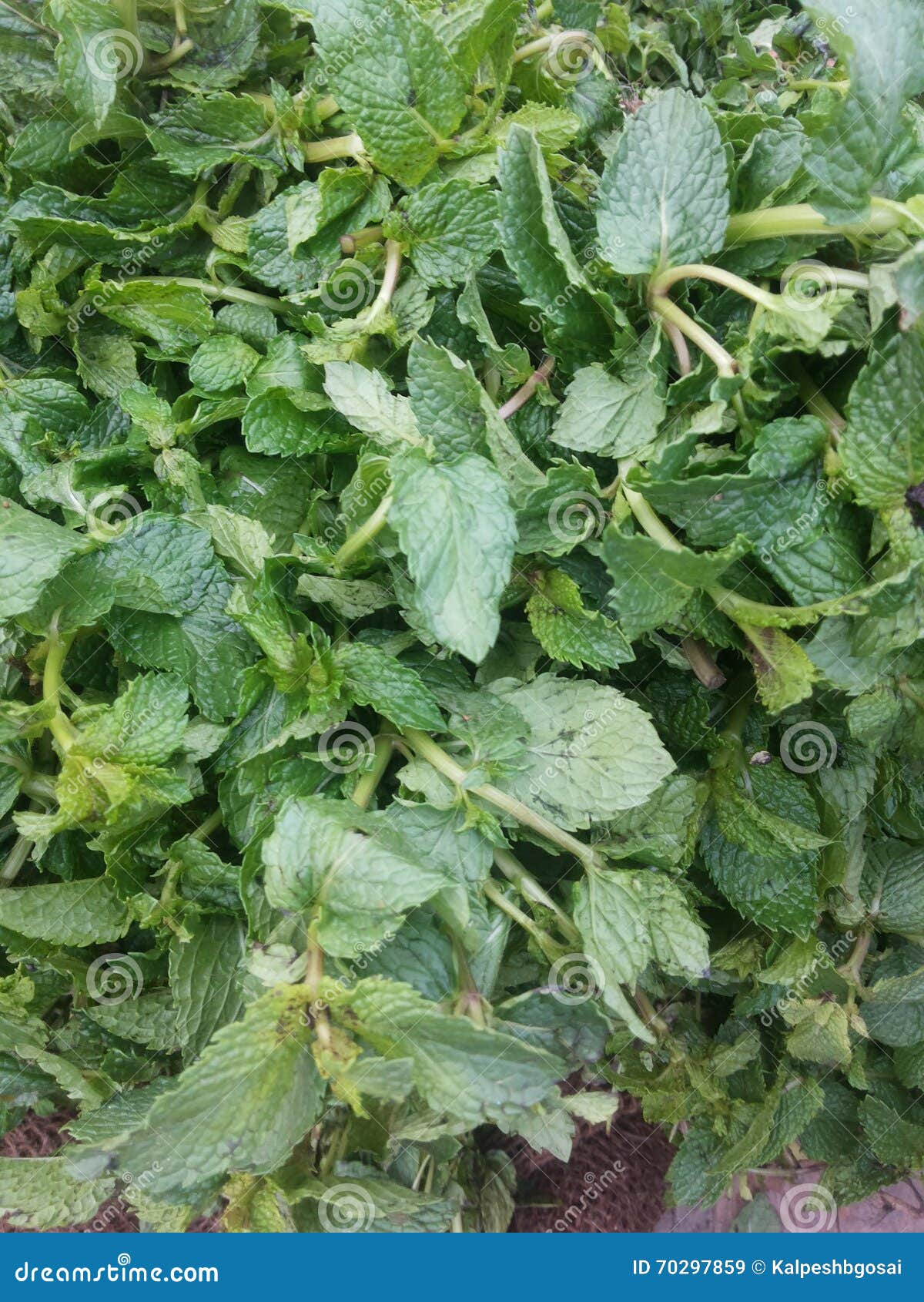 Mint leaves in market stock image. Image of garnish, herbal 70297859