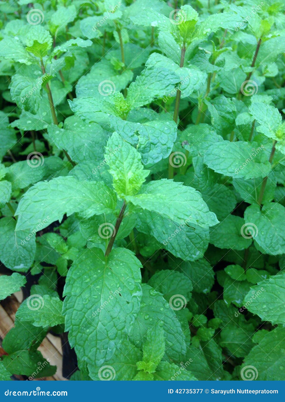 Mint leaves stock image. Image of vegetables, health 42735377