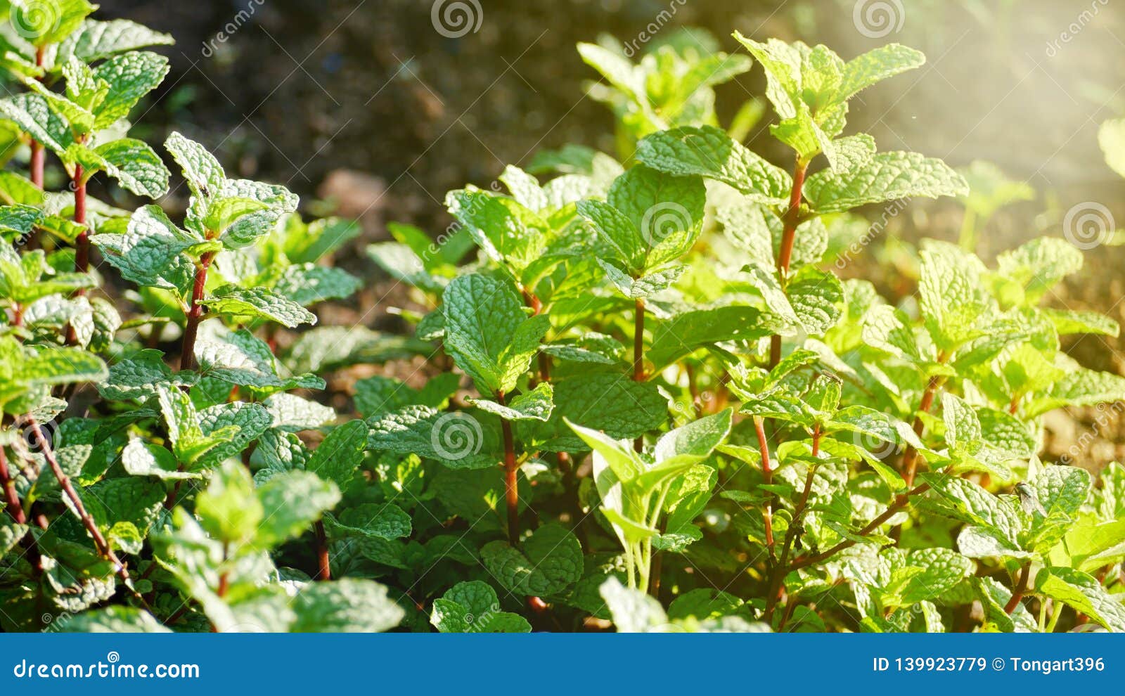 Mint leaves stock image. Image of ability, morning, fiber 139923779