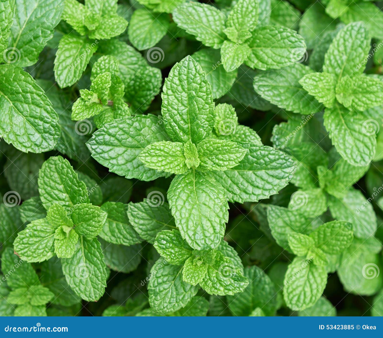 Mint leaves stock image. Image of fresh, mint, herb, leaf - 53423885