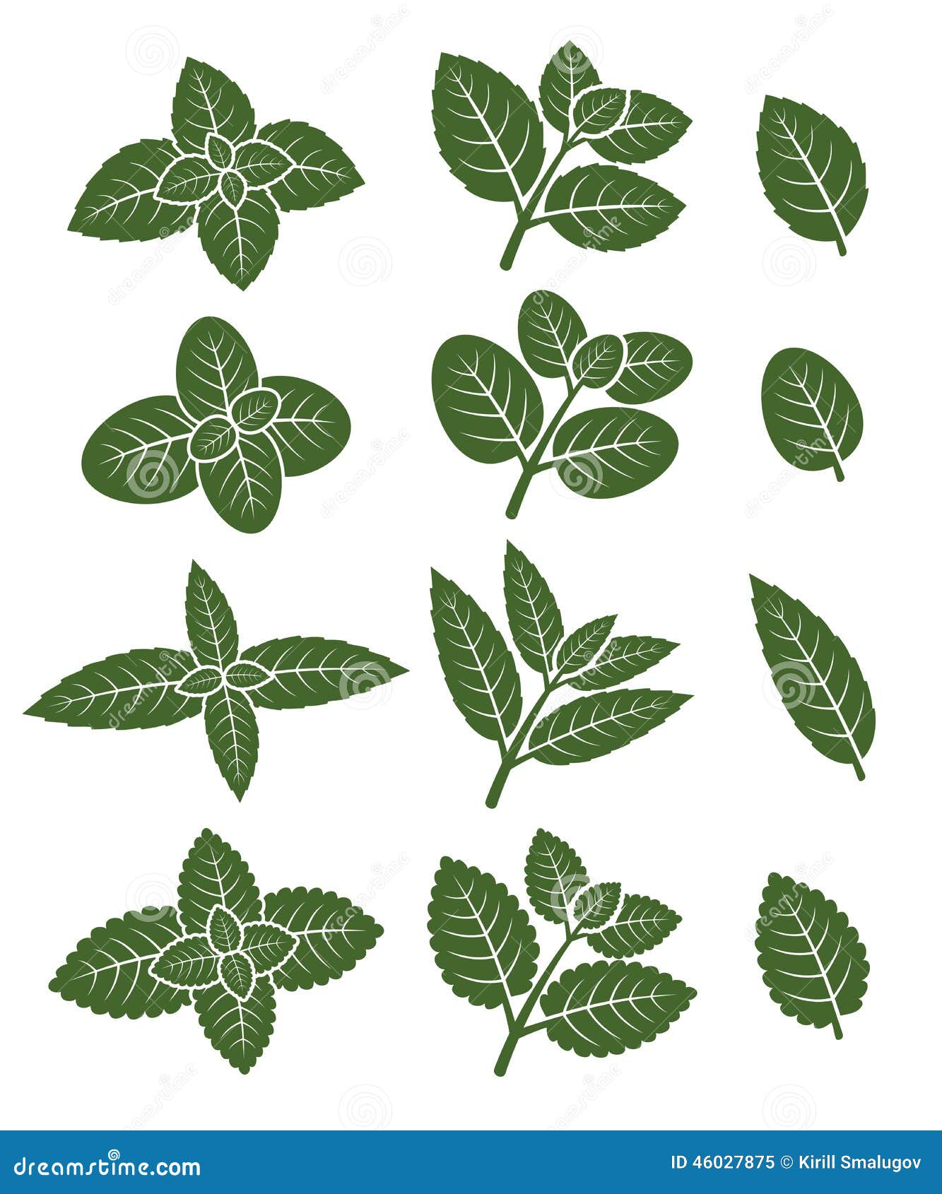 Mint leaves set. Vector stock vector. Image of fresh - 46027875