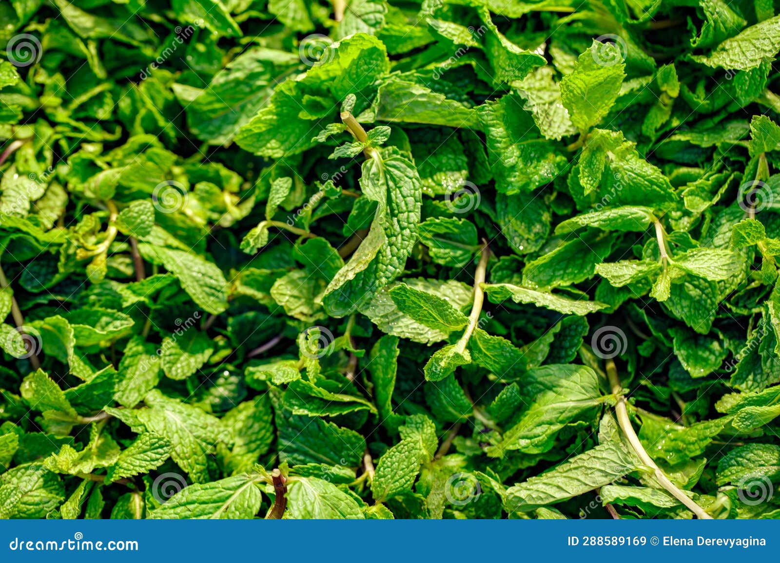 Mint Leaves Sold in Supermarket, Selective Focus Stock Image Image of