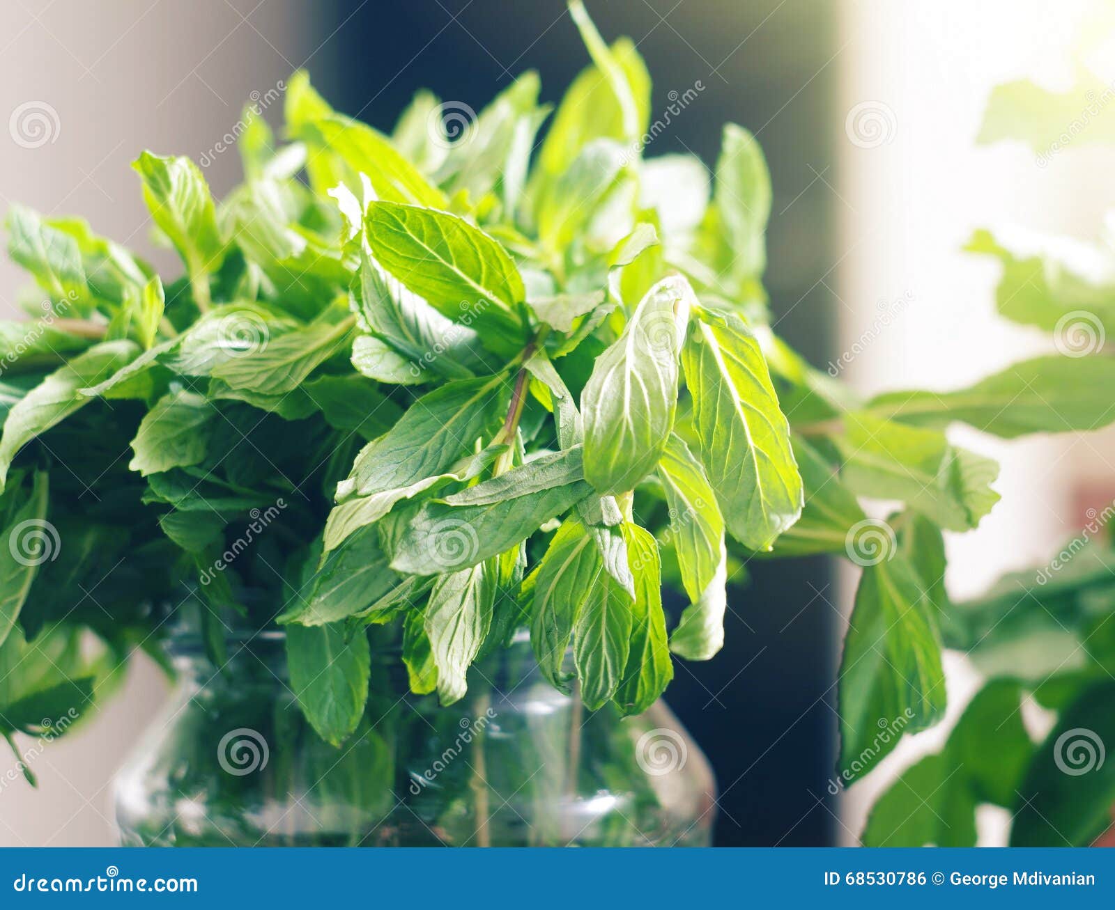 Mint leaves in sunlight stock photo. Image of seasoning 68530786