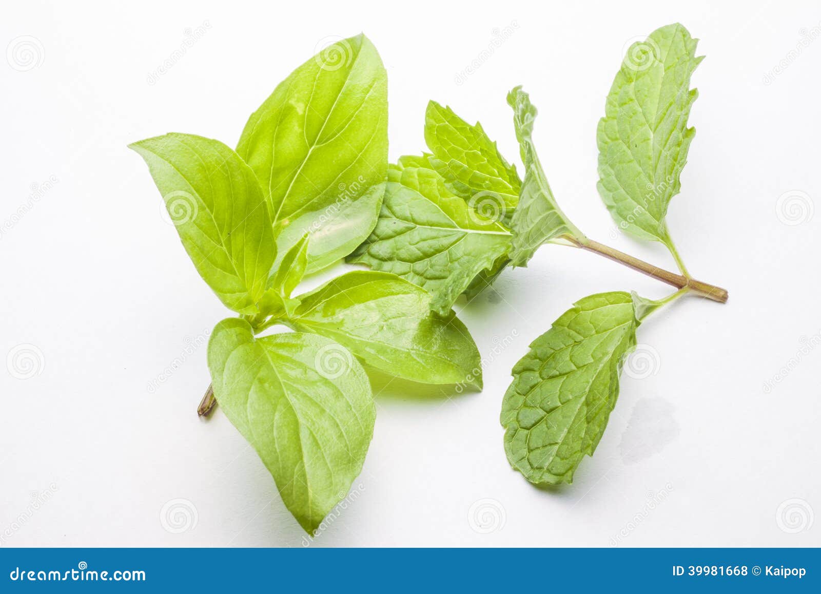 Mint Leaves and Sweet Basil Stock Photo Image of farming, plant 39981668