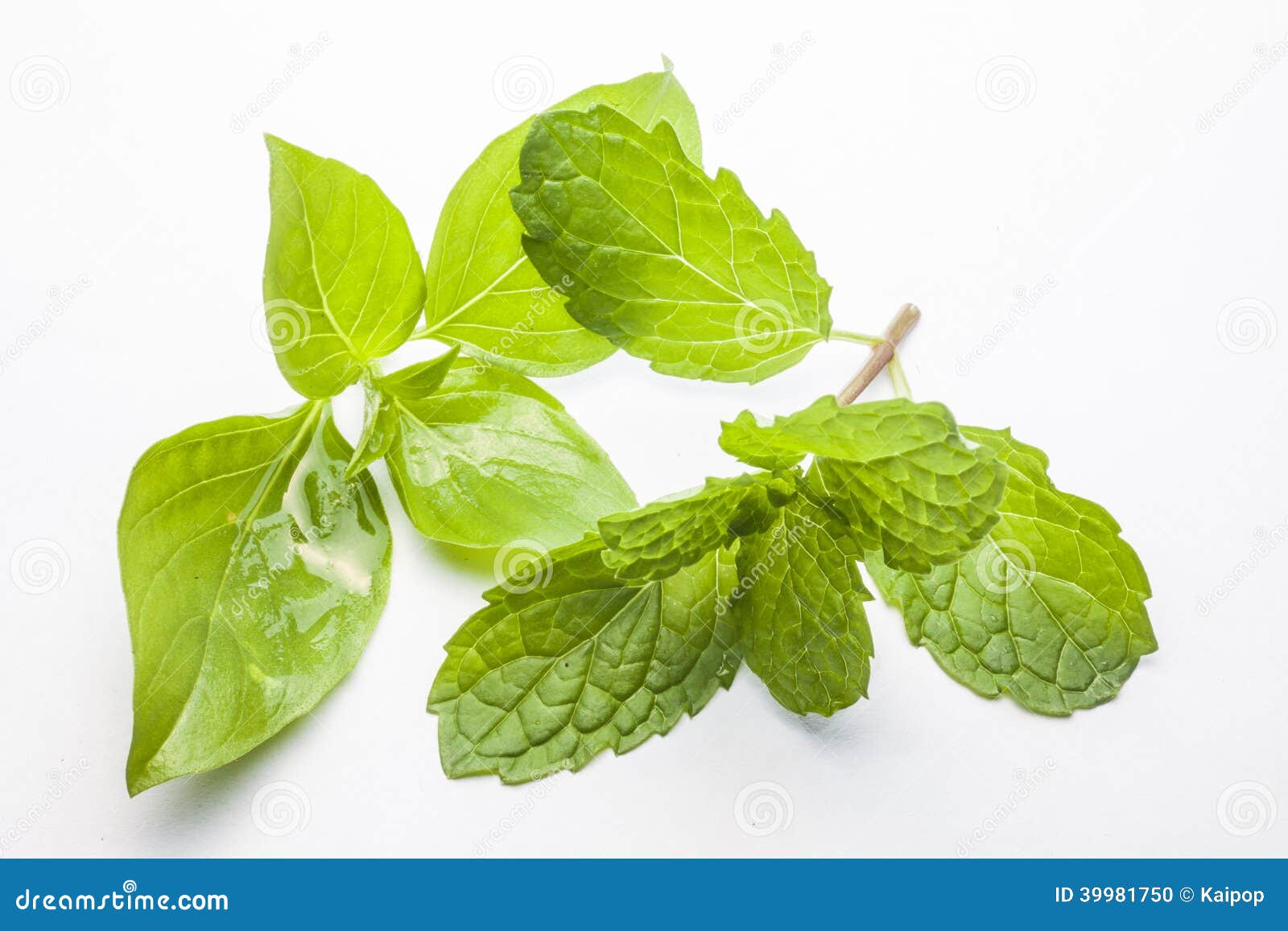 Mint Leaves and Sweet Basil Stock Photo Image of seasoning, tasty