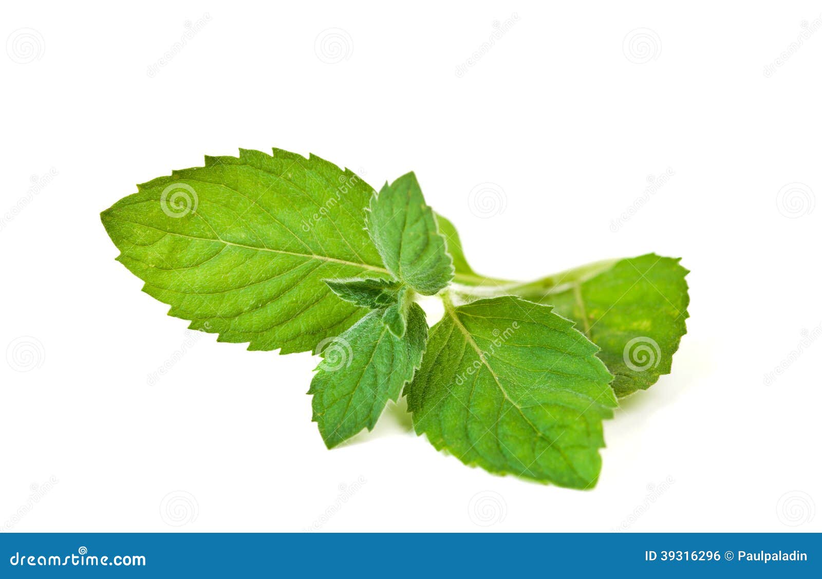 Mint leaves stock photo. Image of mentha, medicine, spice 39316296