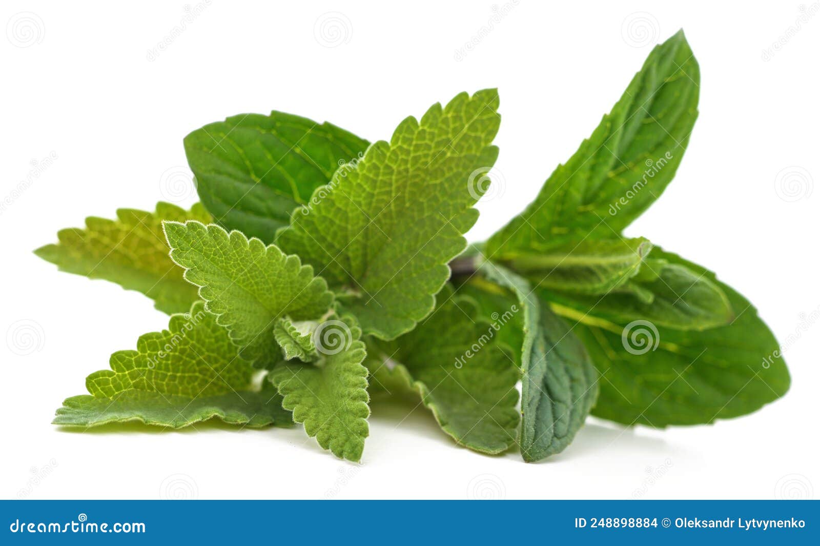 Mint and lemon balm leaves stock photo. Image of healthy 248898884