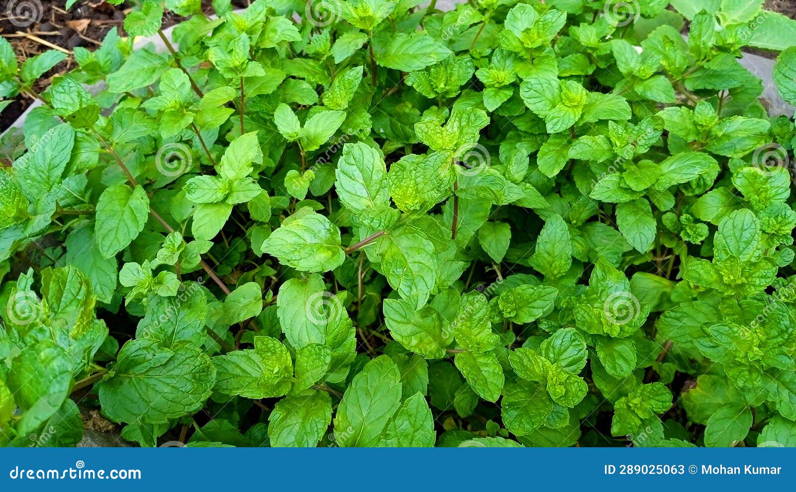 mint mentha pudina lamiaceae leaves snap