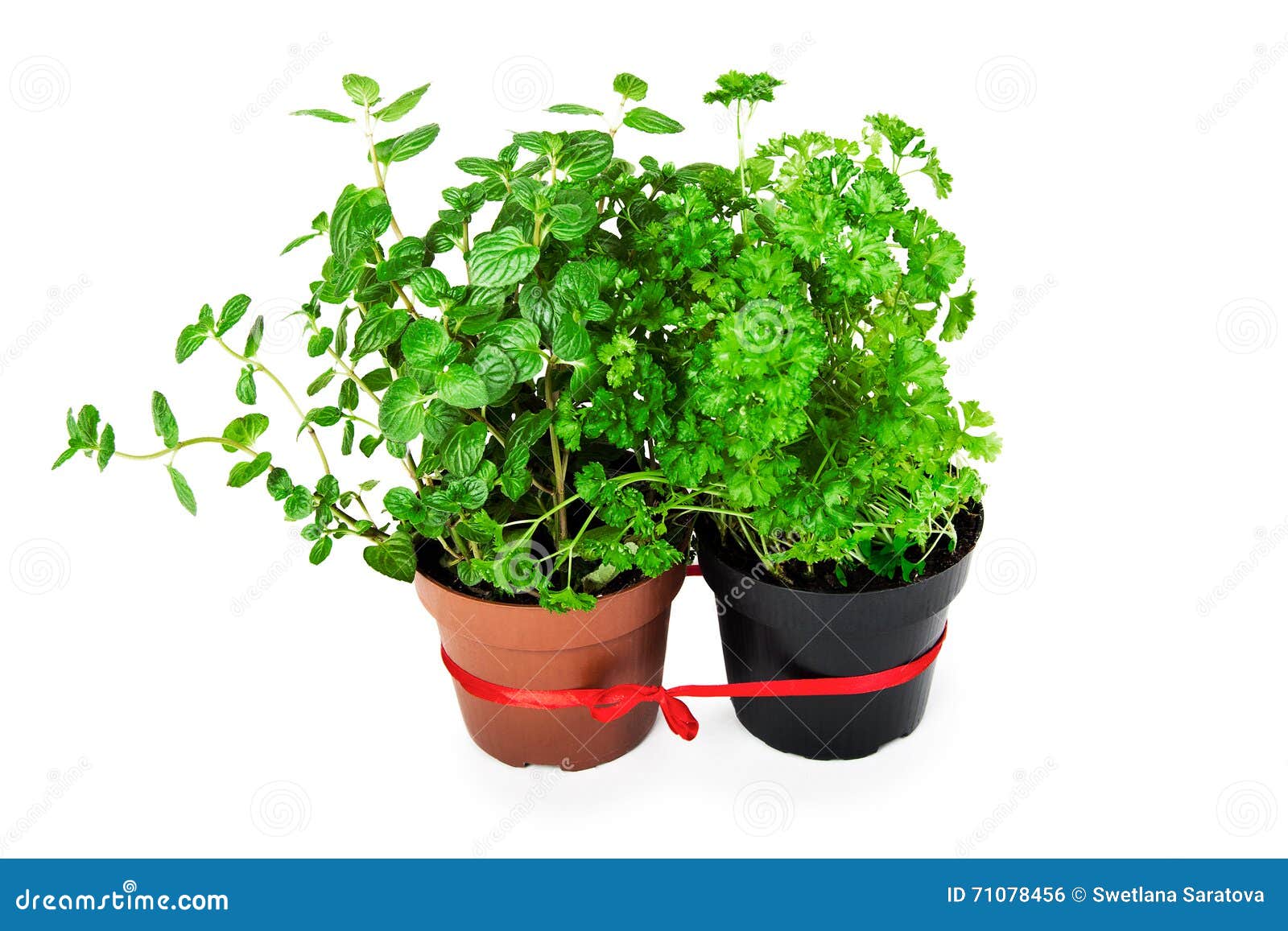 Mint and parsley stock photo. Image of kitchen, group 71078456