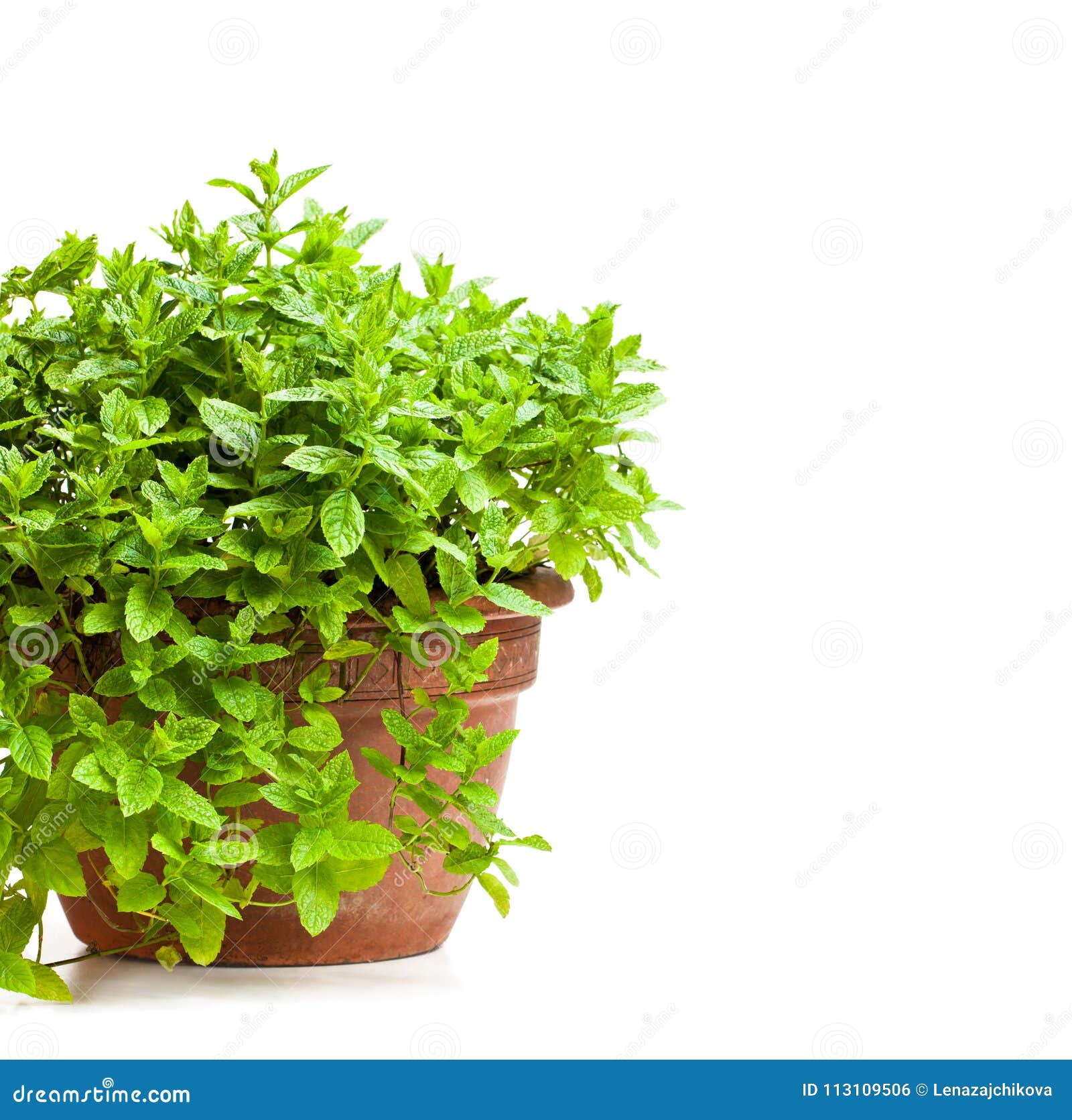 Mint Plant in Clay Pot Isolated on White Stock Photo Image of claypot
