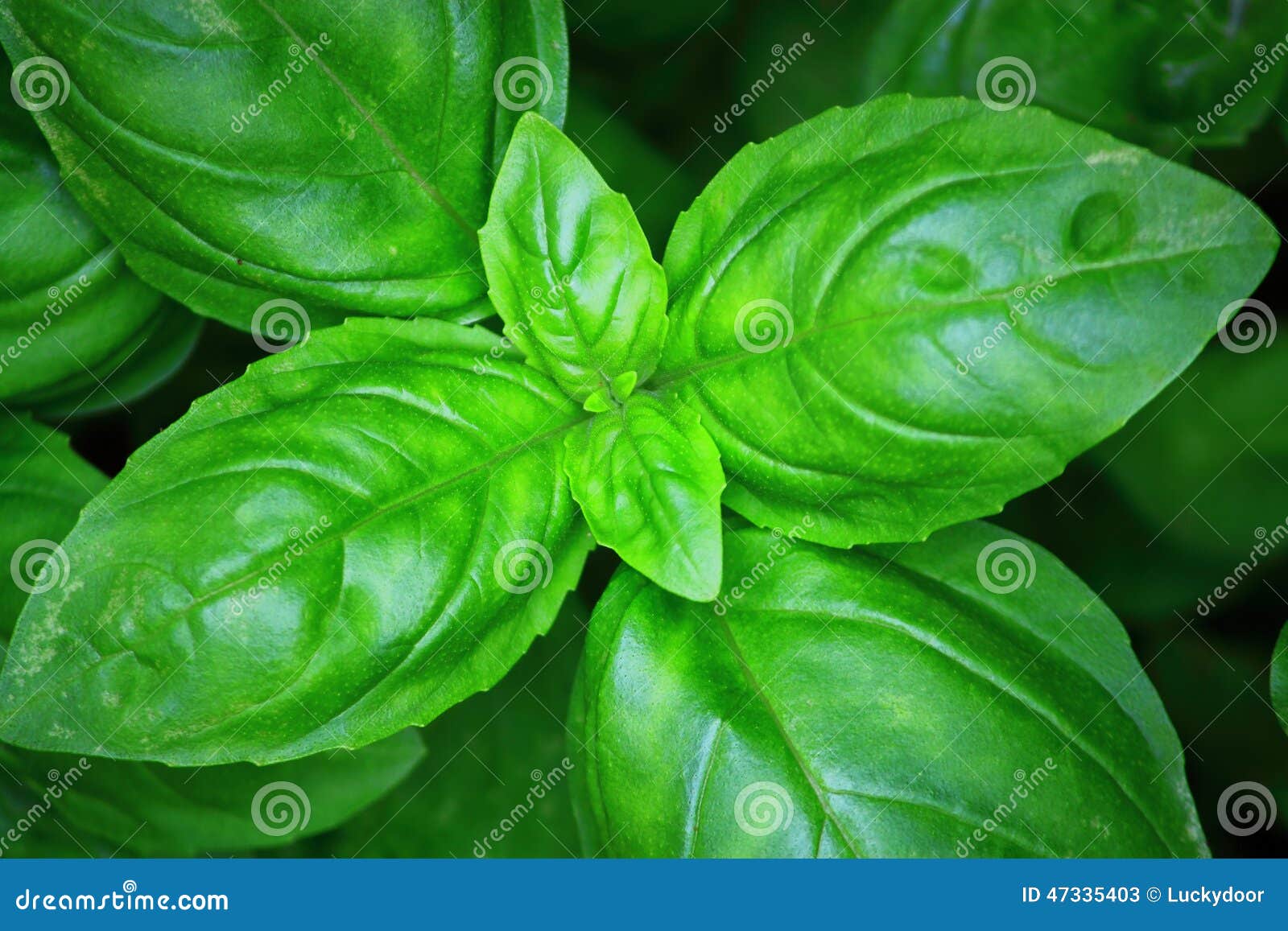 Green Basil Plant stock image. Image of leafy, mint, edible 47335403