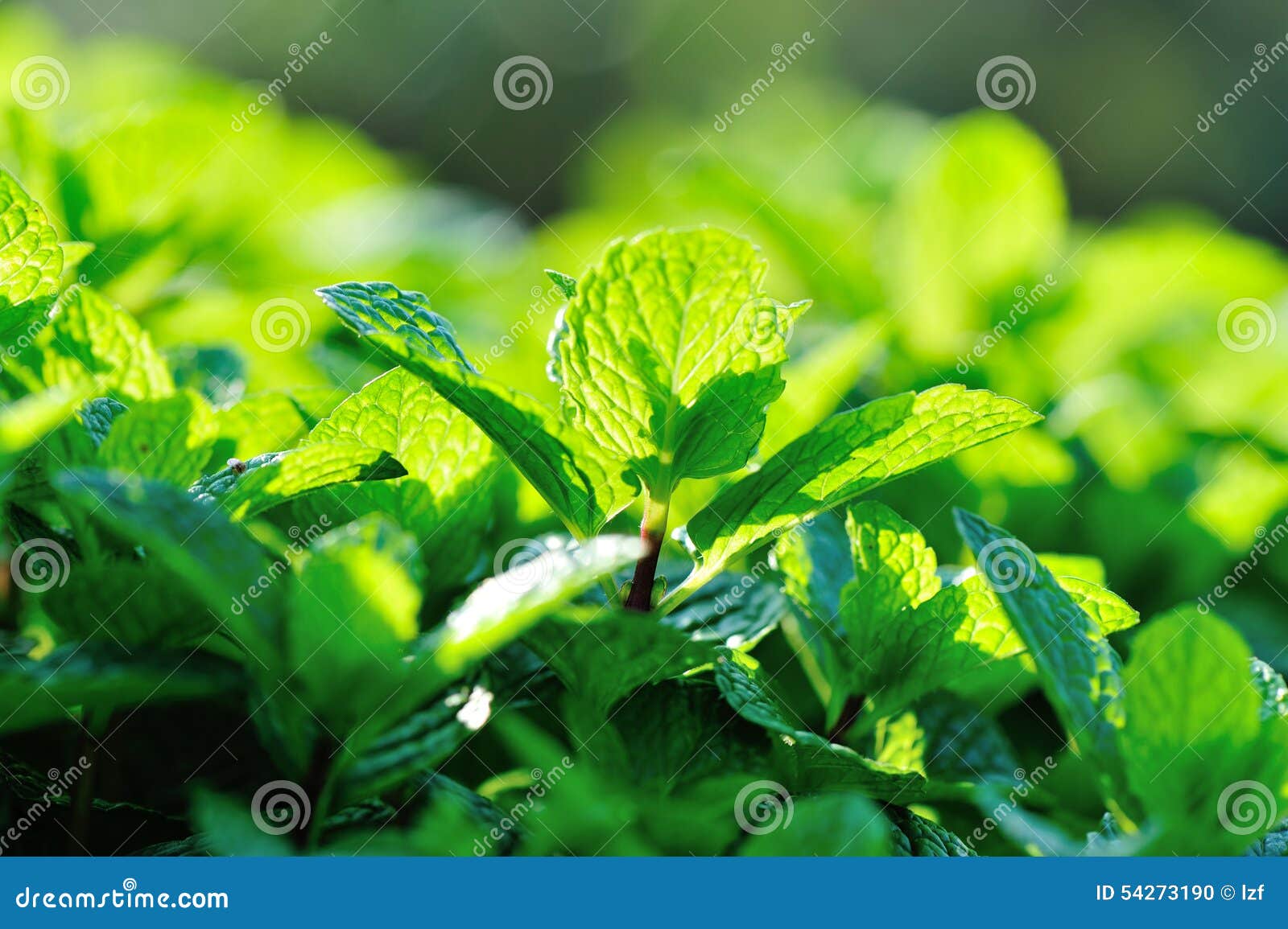 Mint Plant Grow at Vegetable Garden Stock Photo Image of gardening