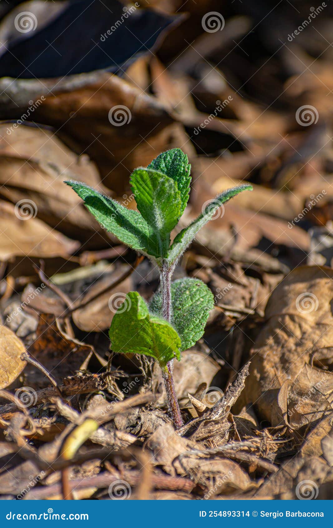 A Mint Plant Growing Naturally in the Ground Stock Photo Image of