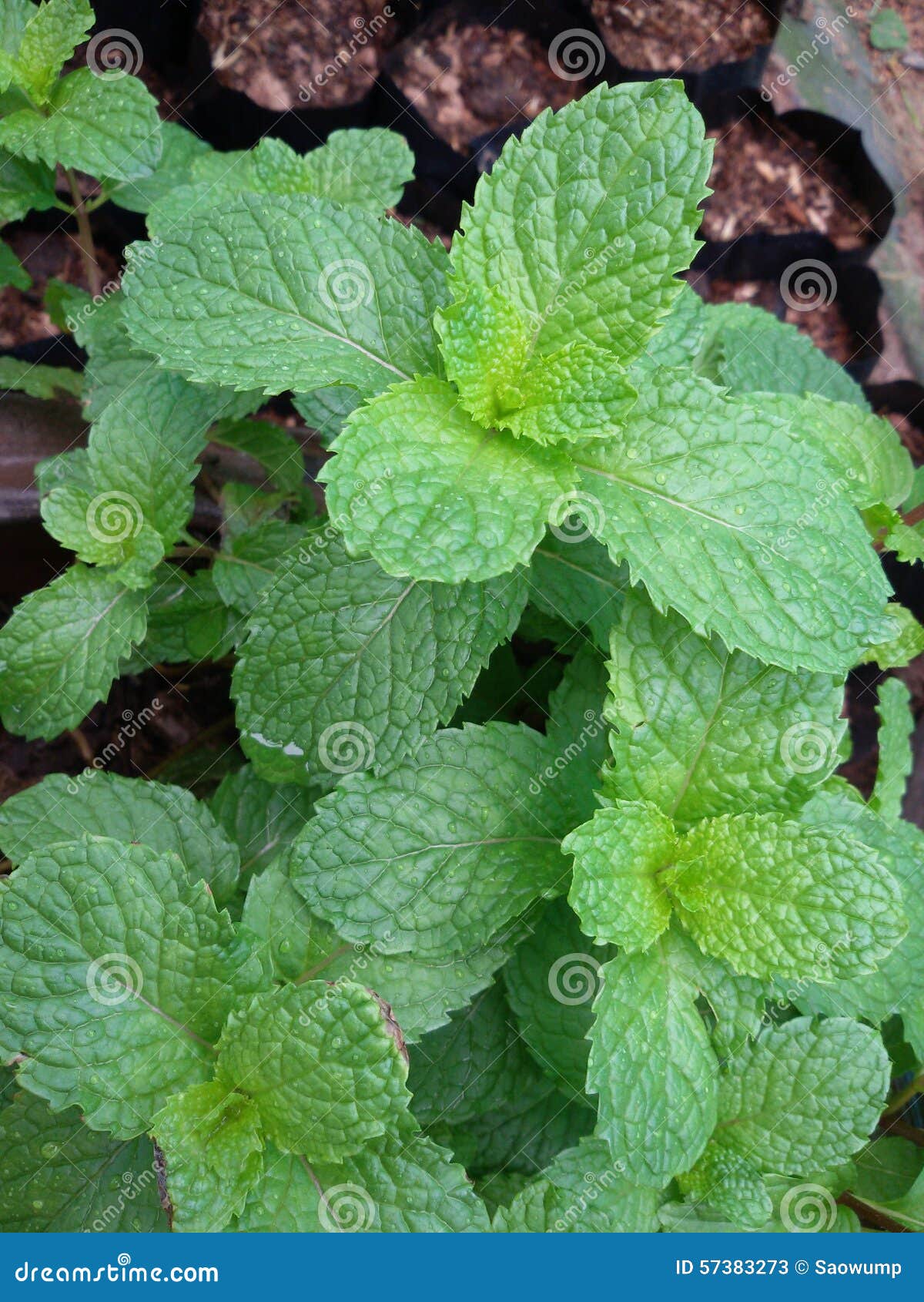 Mint plant herb garden stock image. Image of mint, garden 57383273