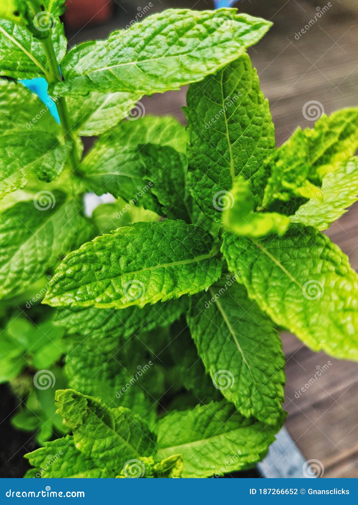 Mint house plant stock photo. Image of mentha, fresh 187266652