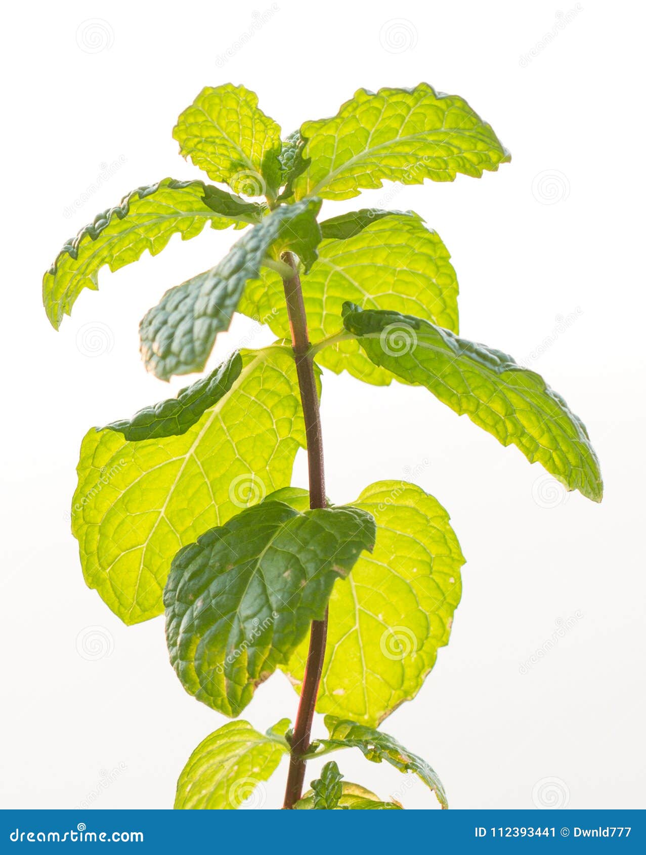 Mint plant isolated stock image. Image of leaf, herb 112393441