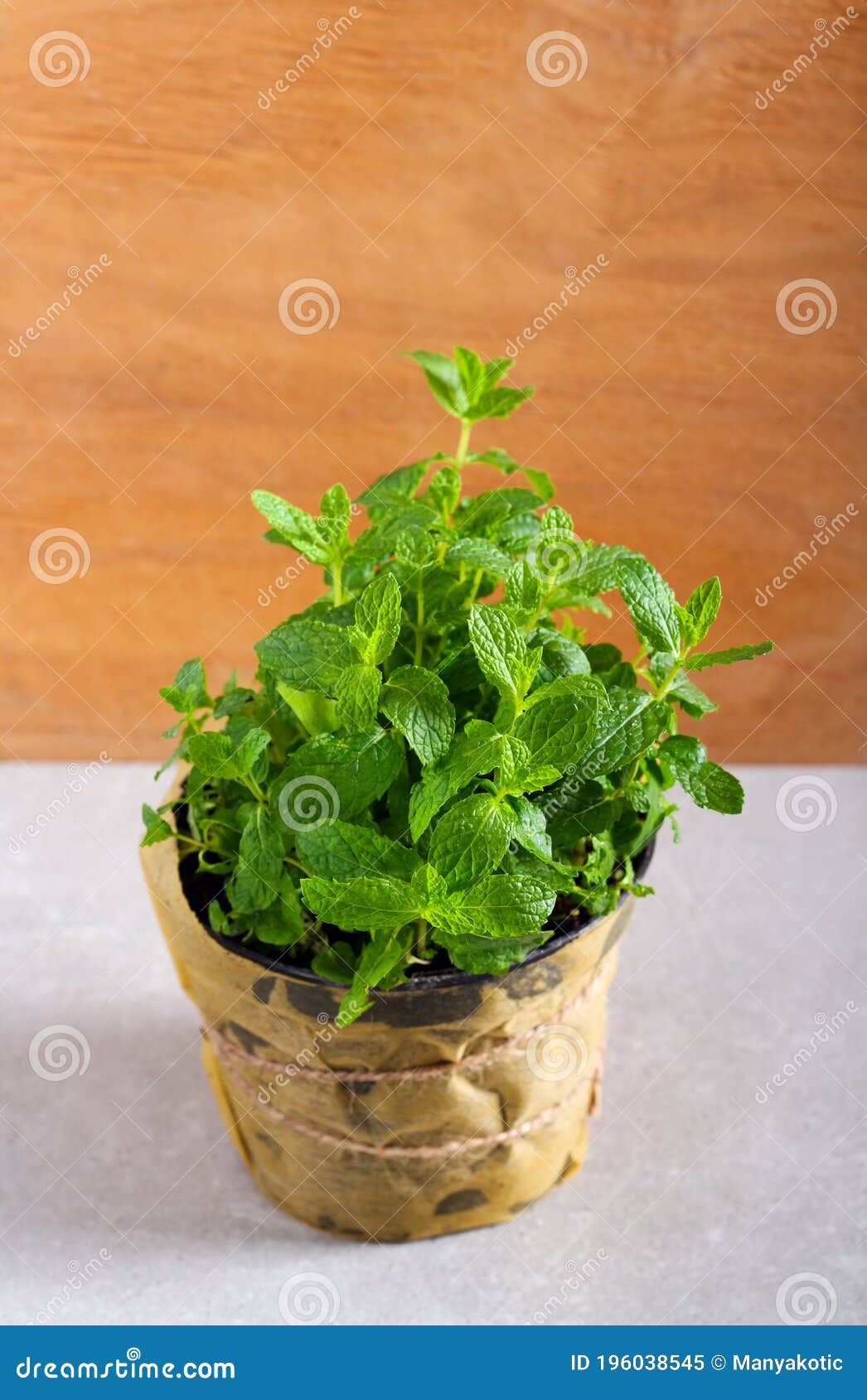 Mint plant stock image. Image of melissa, leaf, flower 196038545