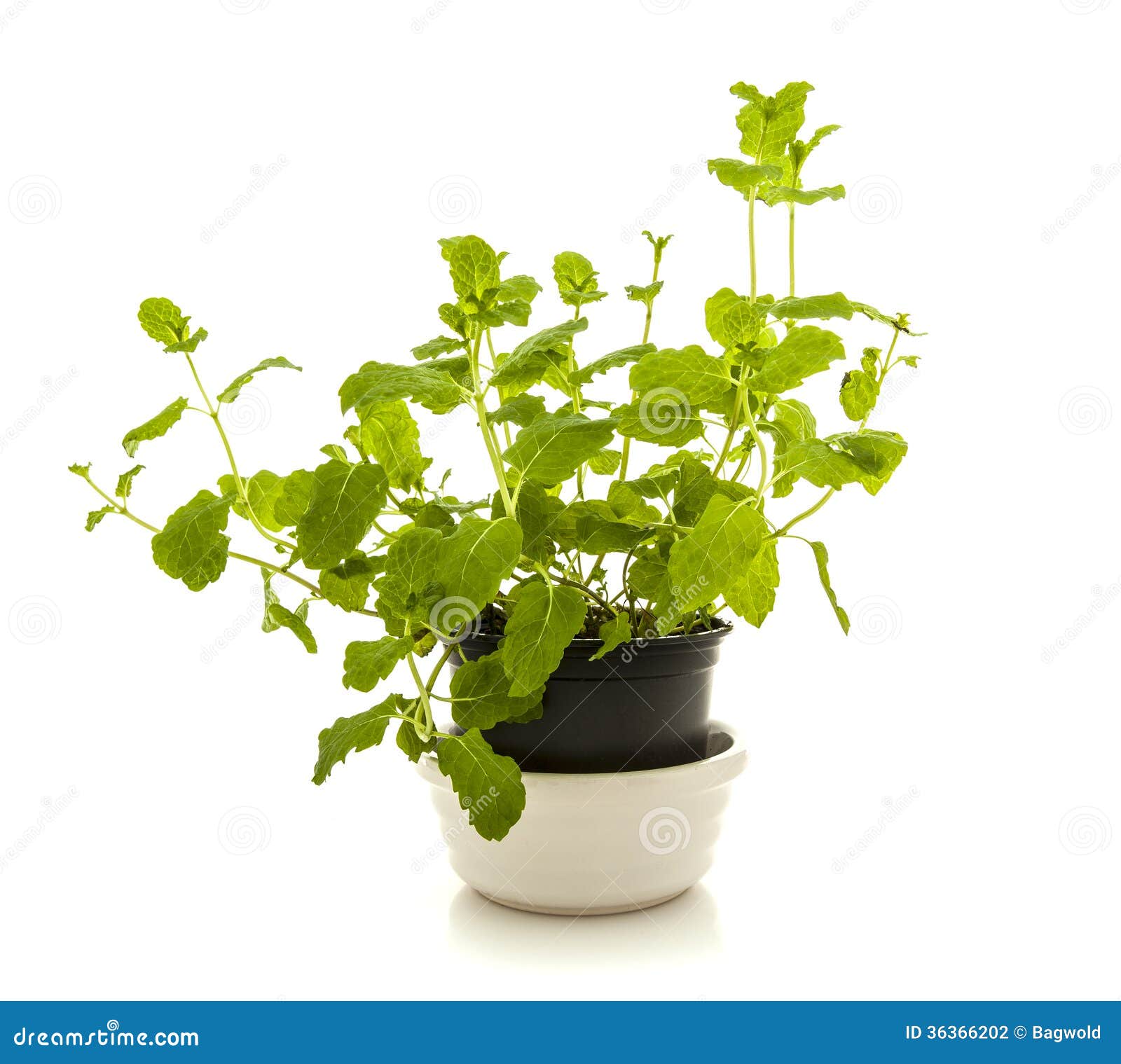 Mint Plant In A Pot Stock Photography Image 36366202