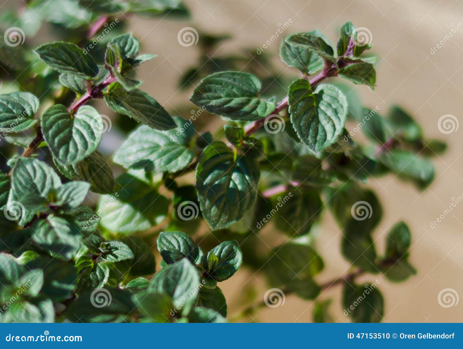 Mint plant stock photo. Image of almond, corsica, grass 47153510