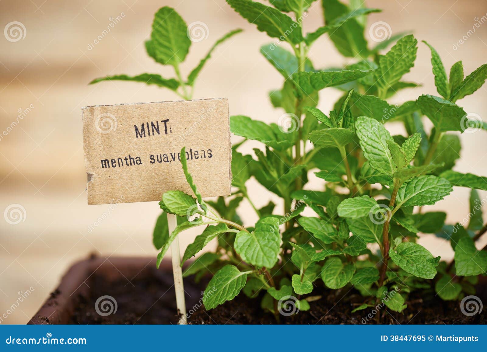Mint plant on urban garden stock image. Image of planting 38447695