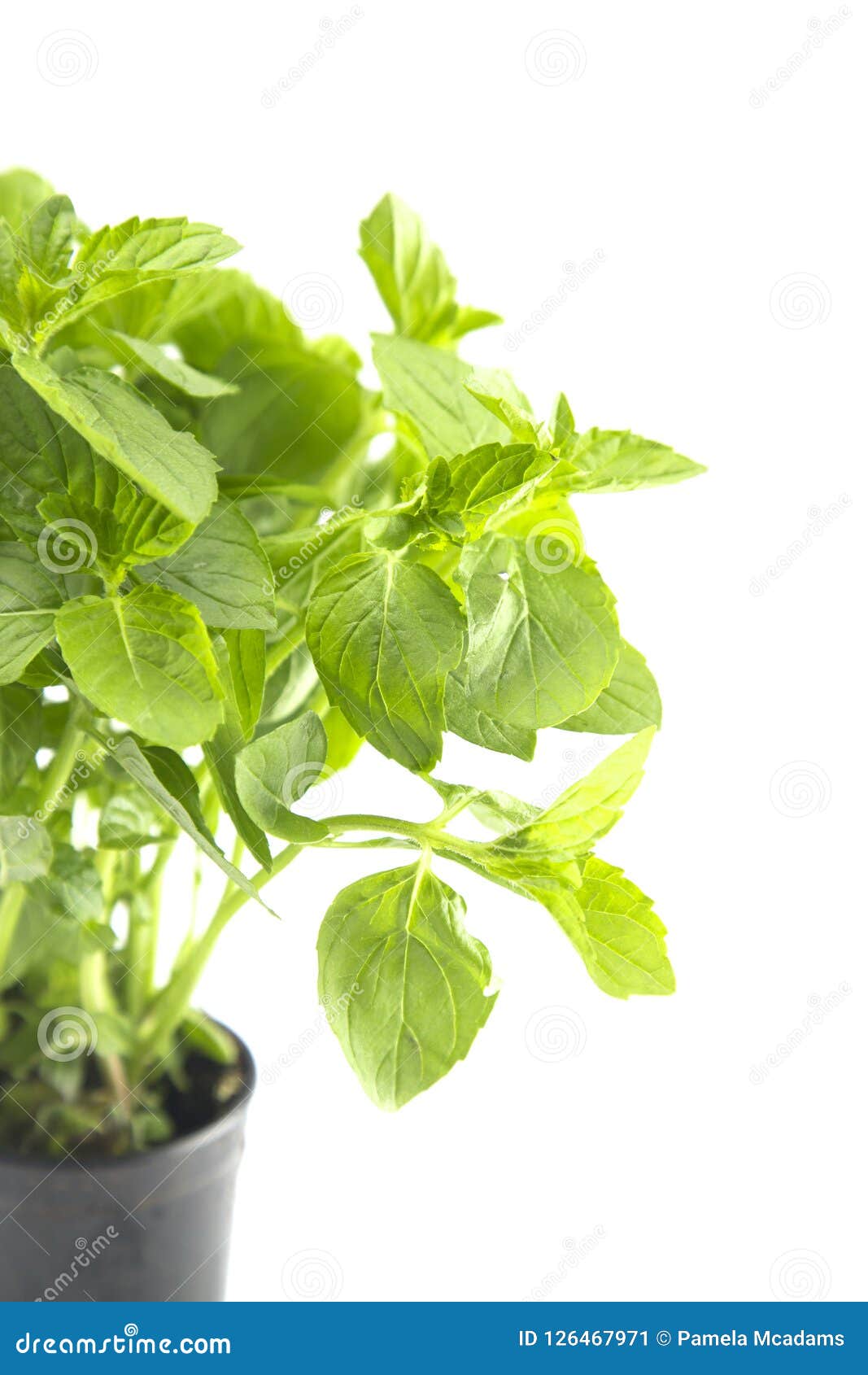 Growing Mint Plant stock image. Image of garden, living 126467971