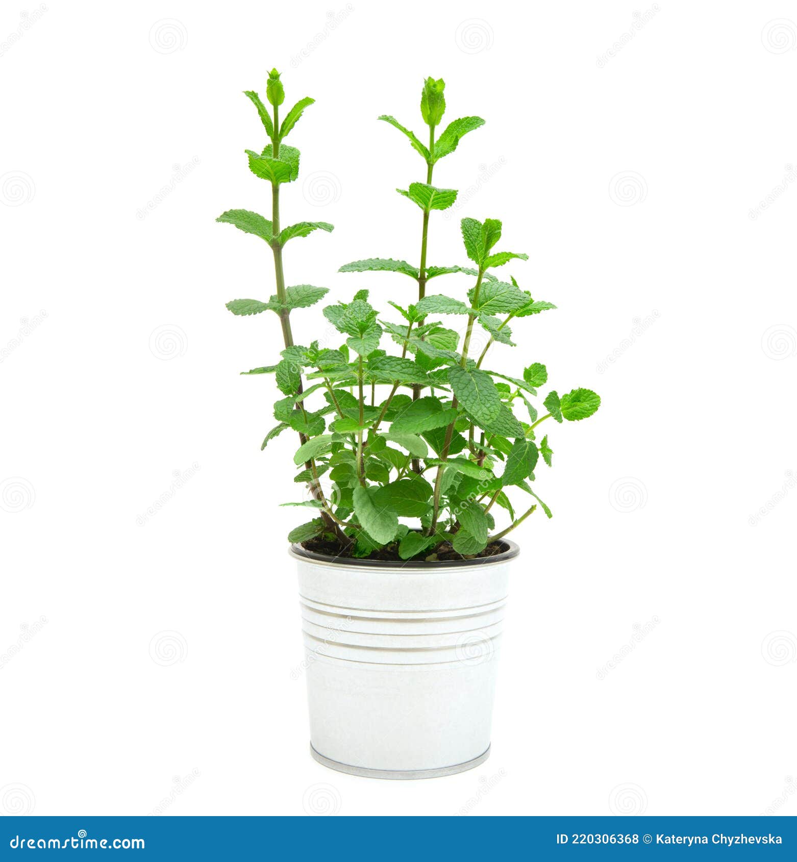 Mint Plant in a White Pot Isolated on White Stock Photo Image of