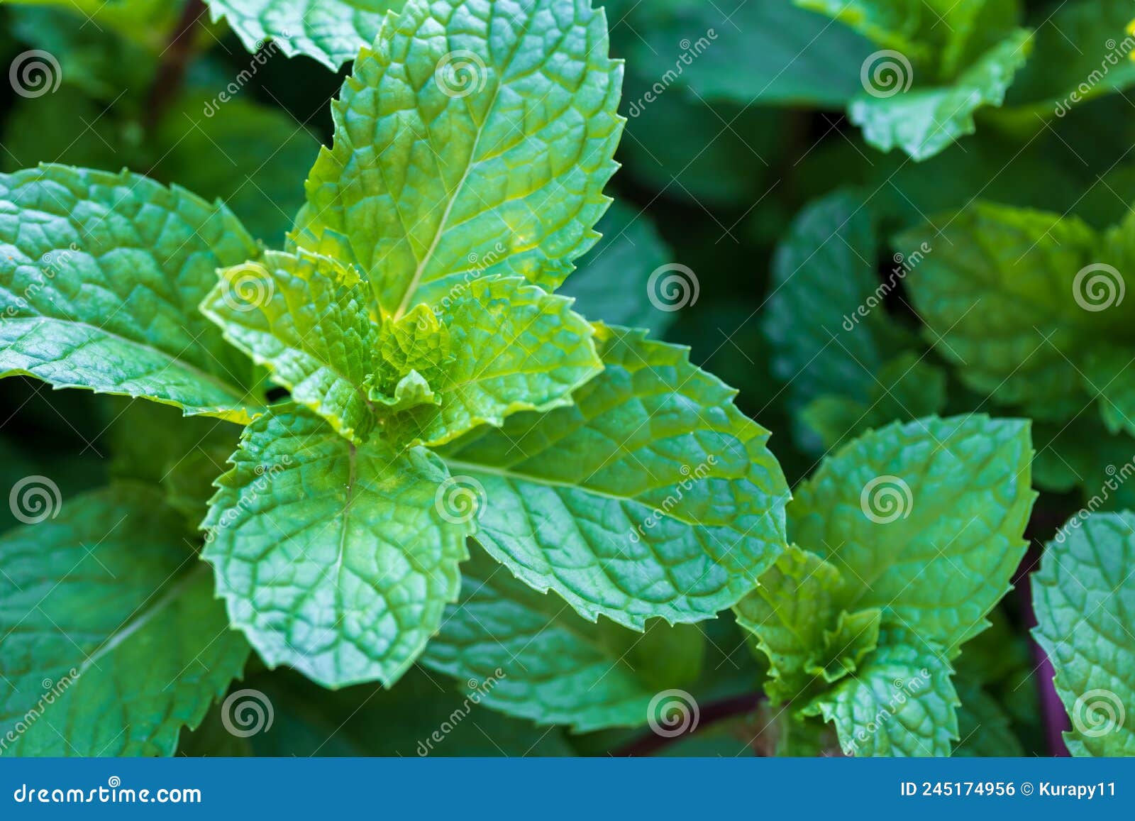 Mint Plants Grow at Vegetable Garden Stock Photo Image of plant, aromatic 245174956