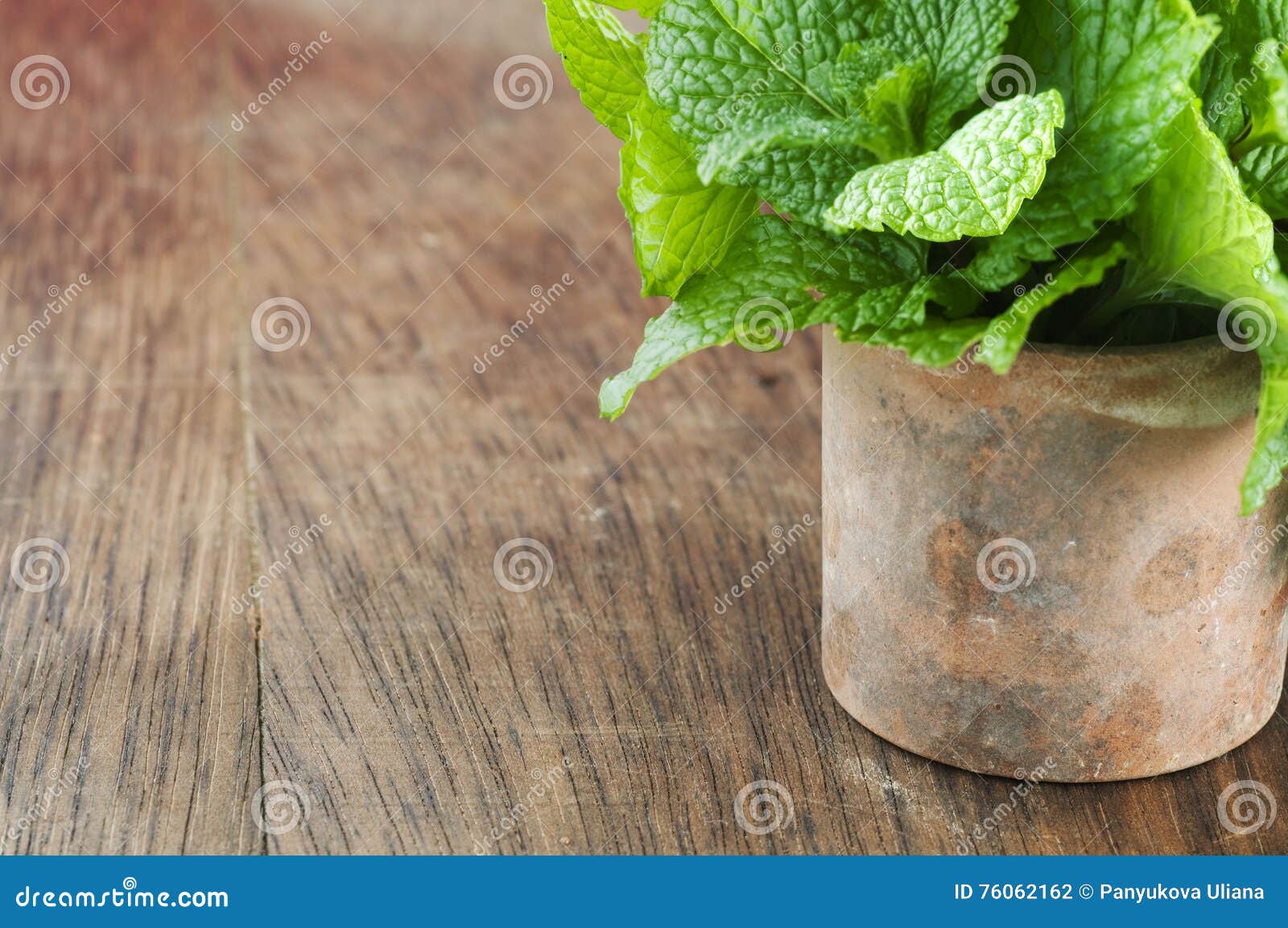 Mint in a pot stock photo. Image of potting, grow, leaf 76062162