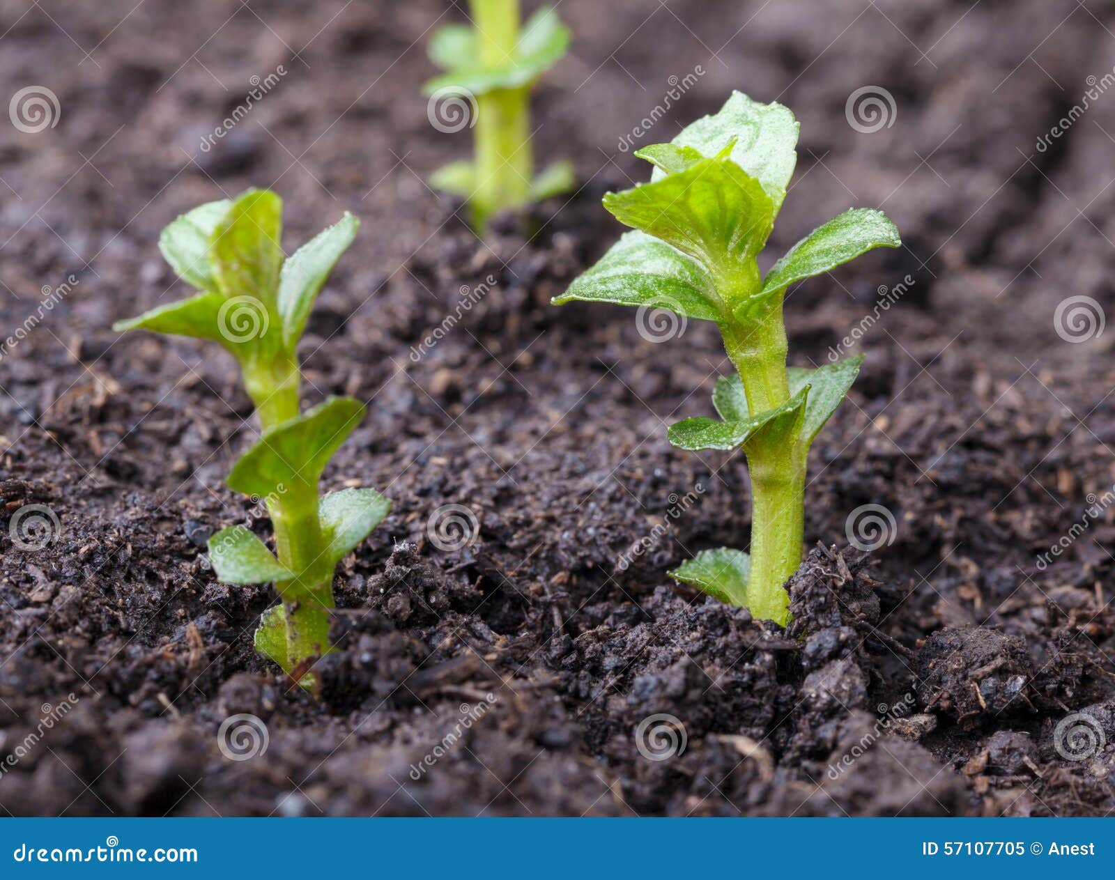 Mint seedlings stock image. Image of mint, farm, farmland 57107705