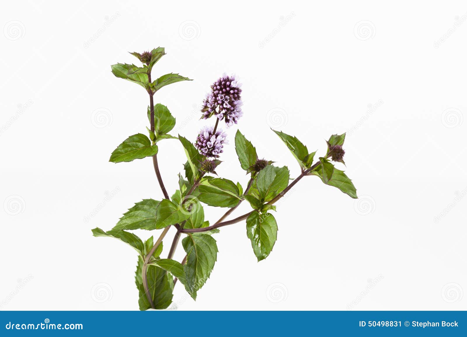 Mint Stems with Flowers Leaves on White Background Stock Image Image