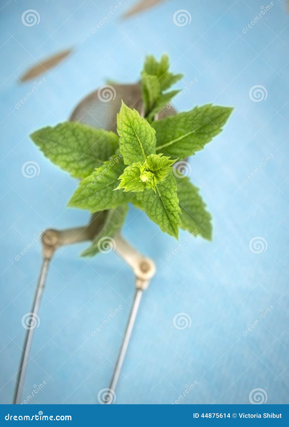 Mint in Tea Strainer on Blue Table Stock Photo Image of cinnamon
