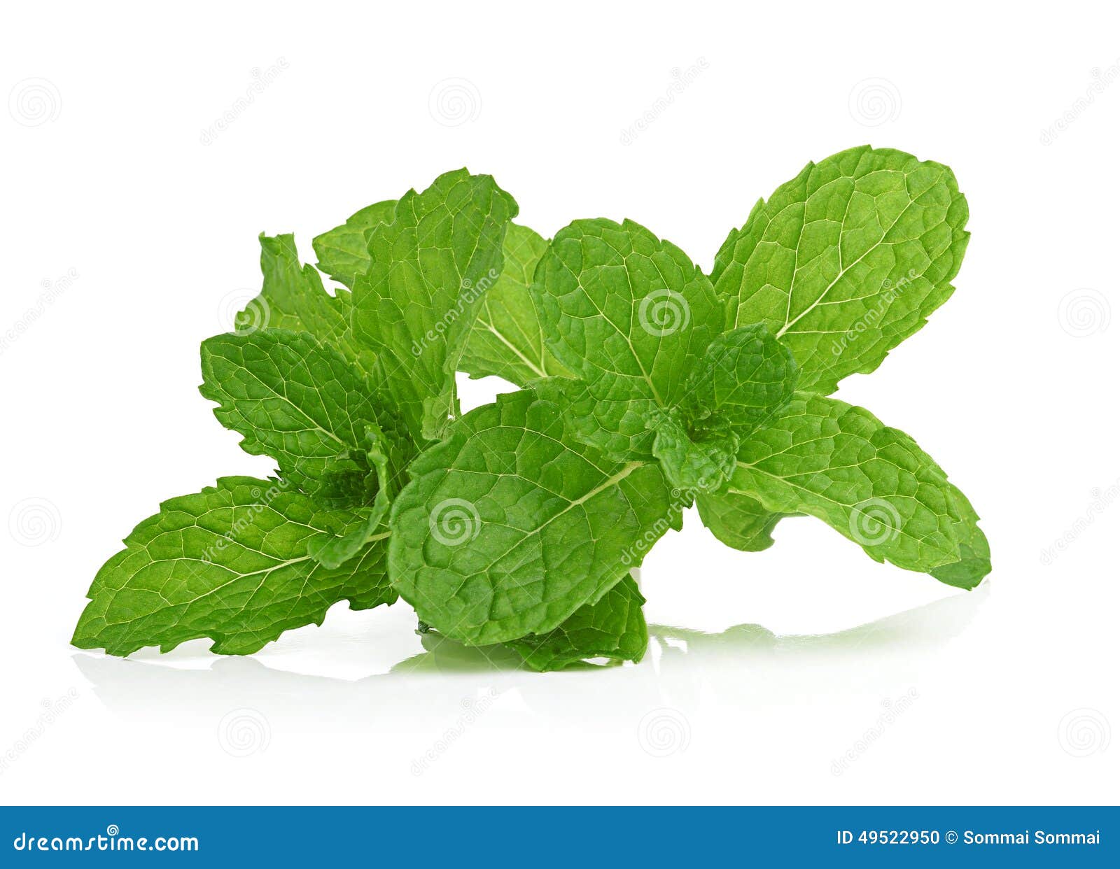 Mint on white background stock photo. Image of ingredient 49522950
