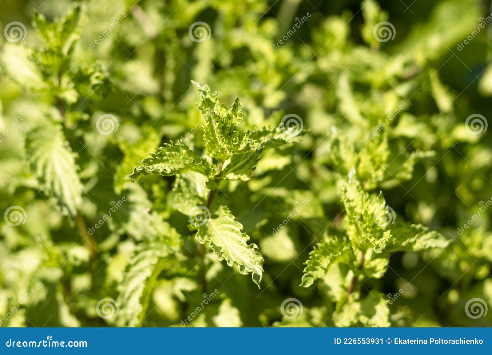 Mint Young Green Plant in the Garden, Mint Background Stock Image