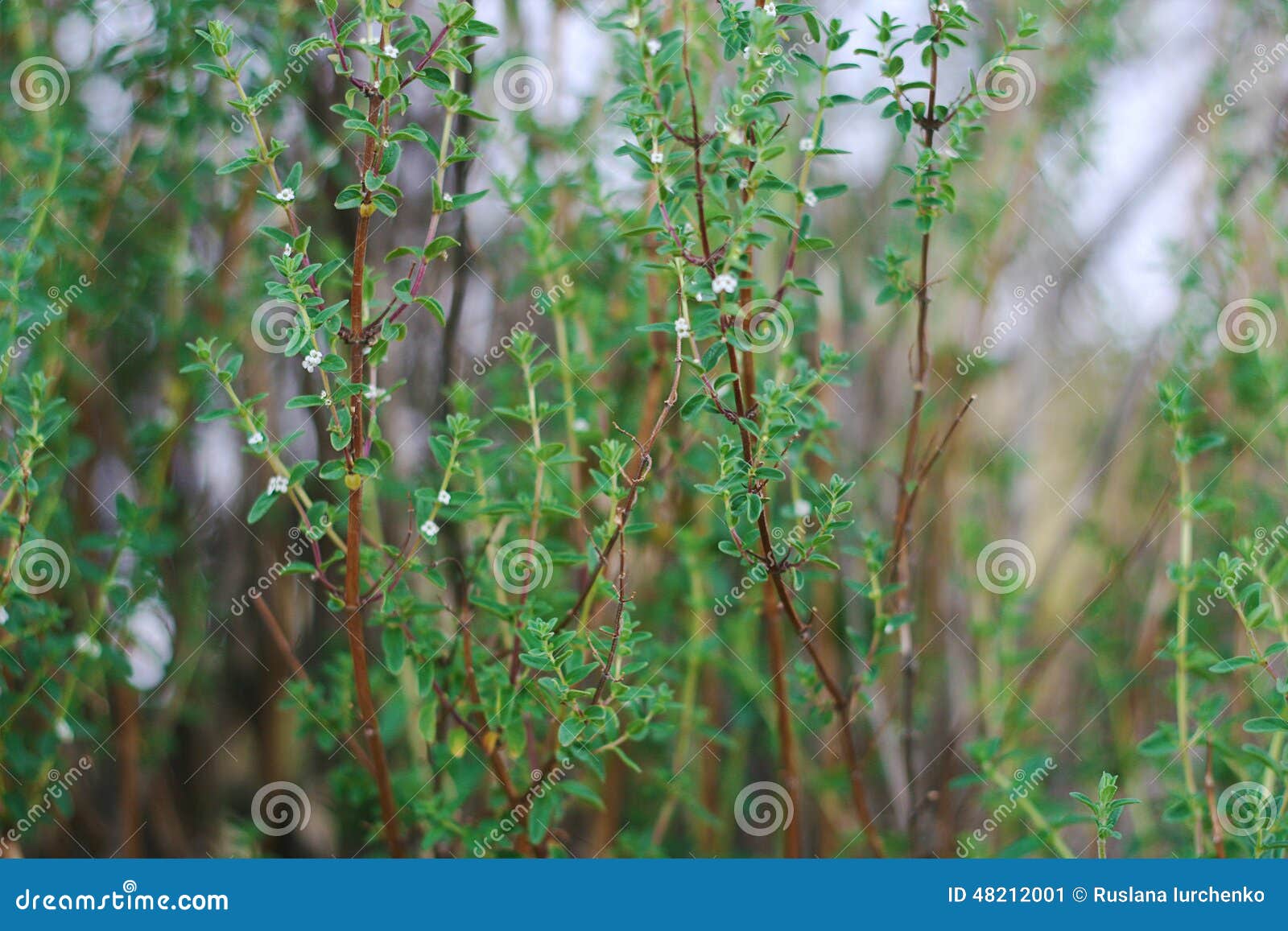 minthostachys mollis medicinal palnt