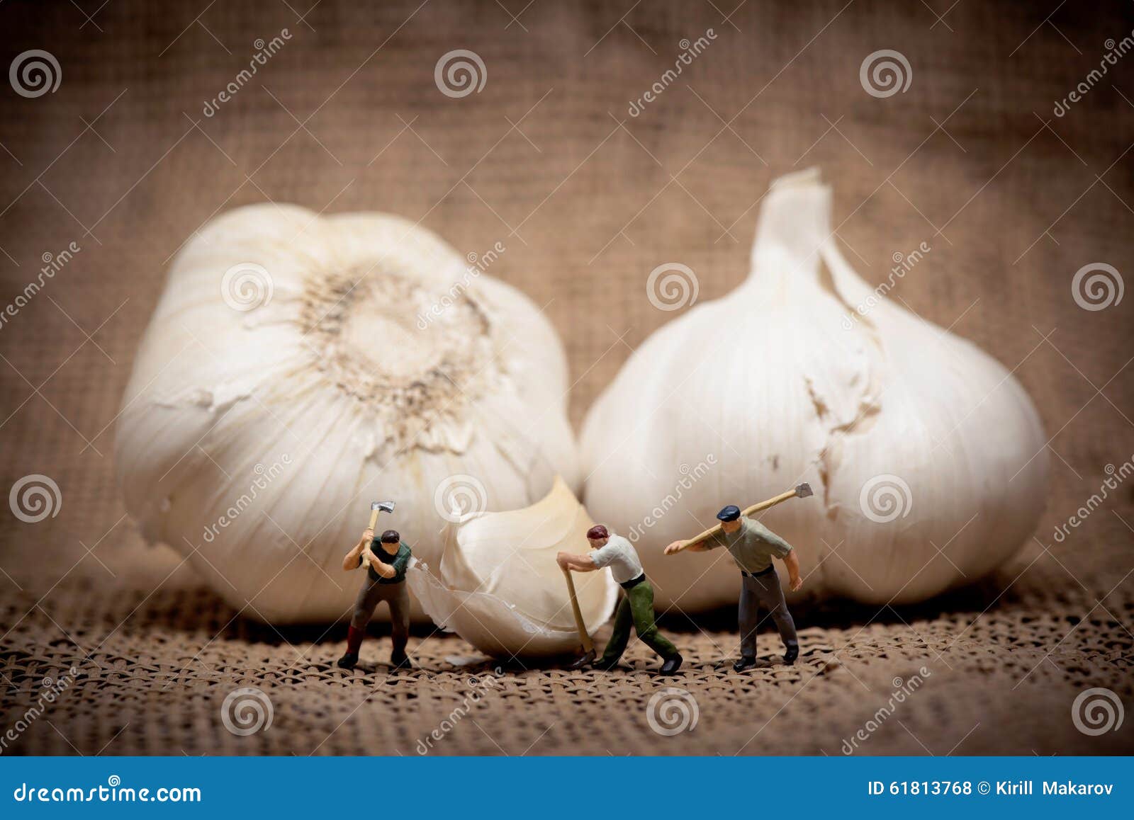 minuature workers cutting up a garlic bulb. color tuned photo