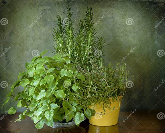 Minze, Thymian Und Rosmarin Stockfoto Bild von aroma, grün 31454890