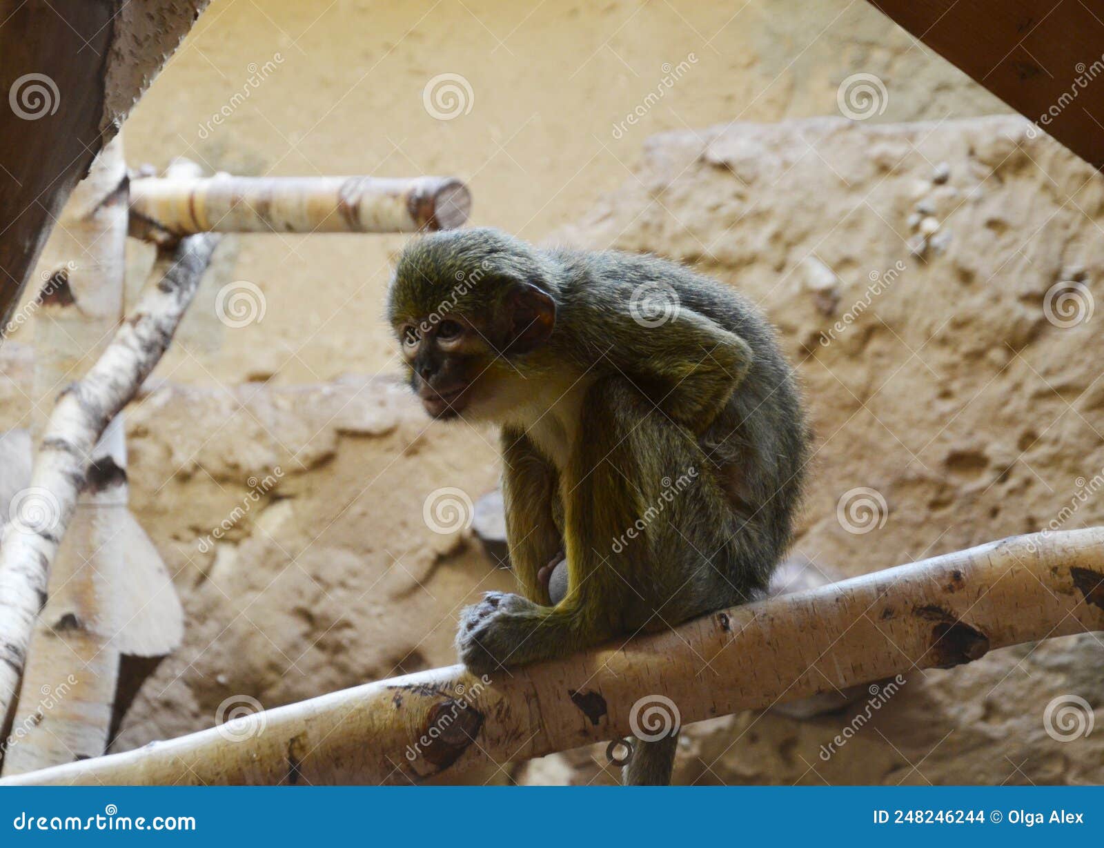 miopithecus oguensis , northern talopoin
