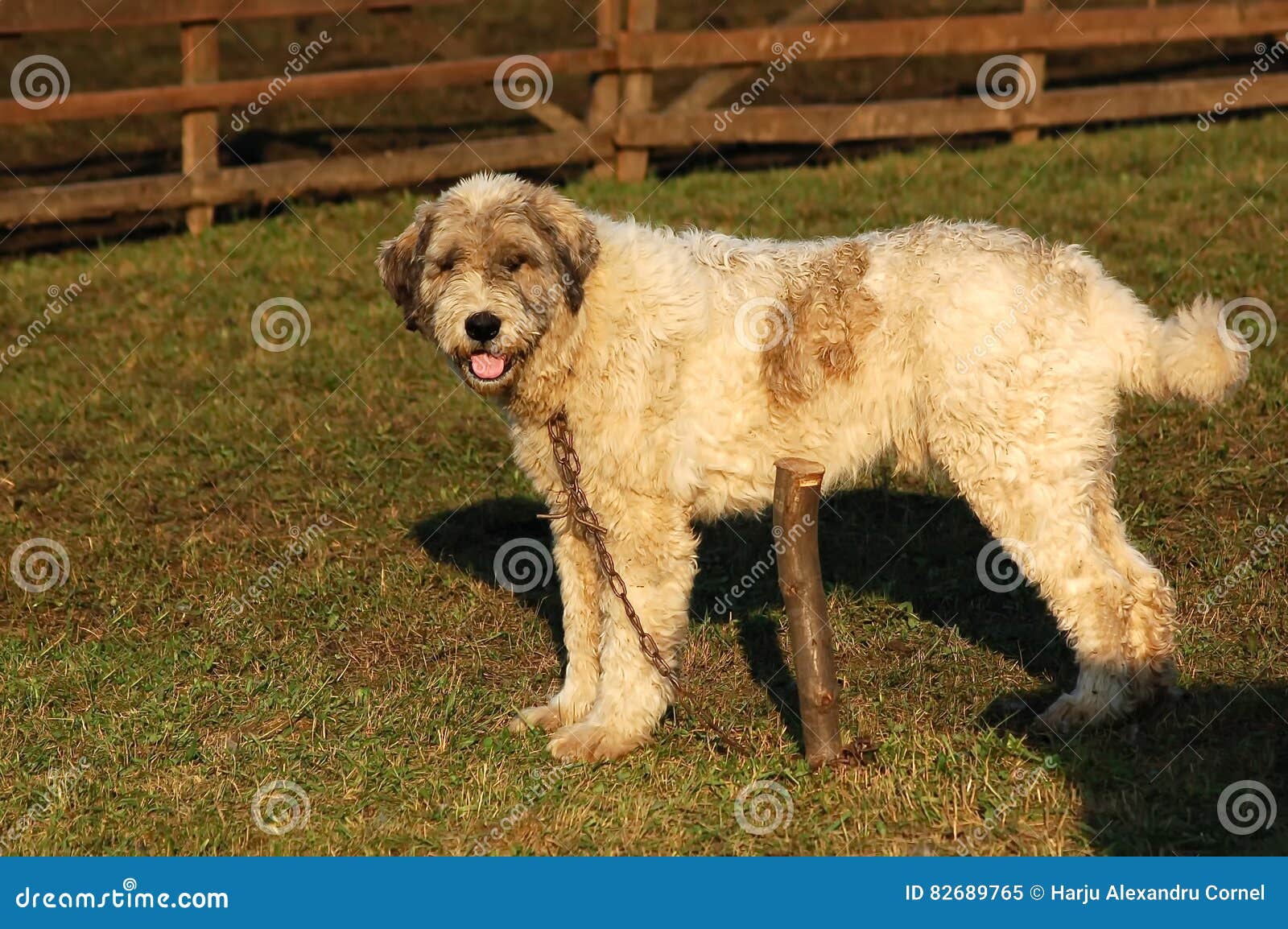 Mioritic Shepherd Dog Stock Image Image Of Mioritic 82689765