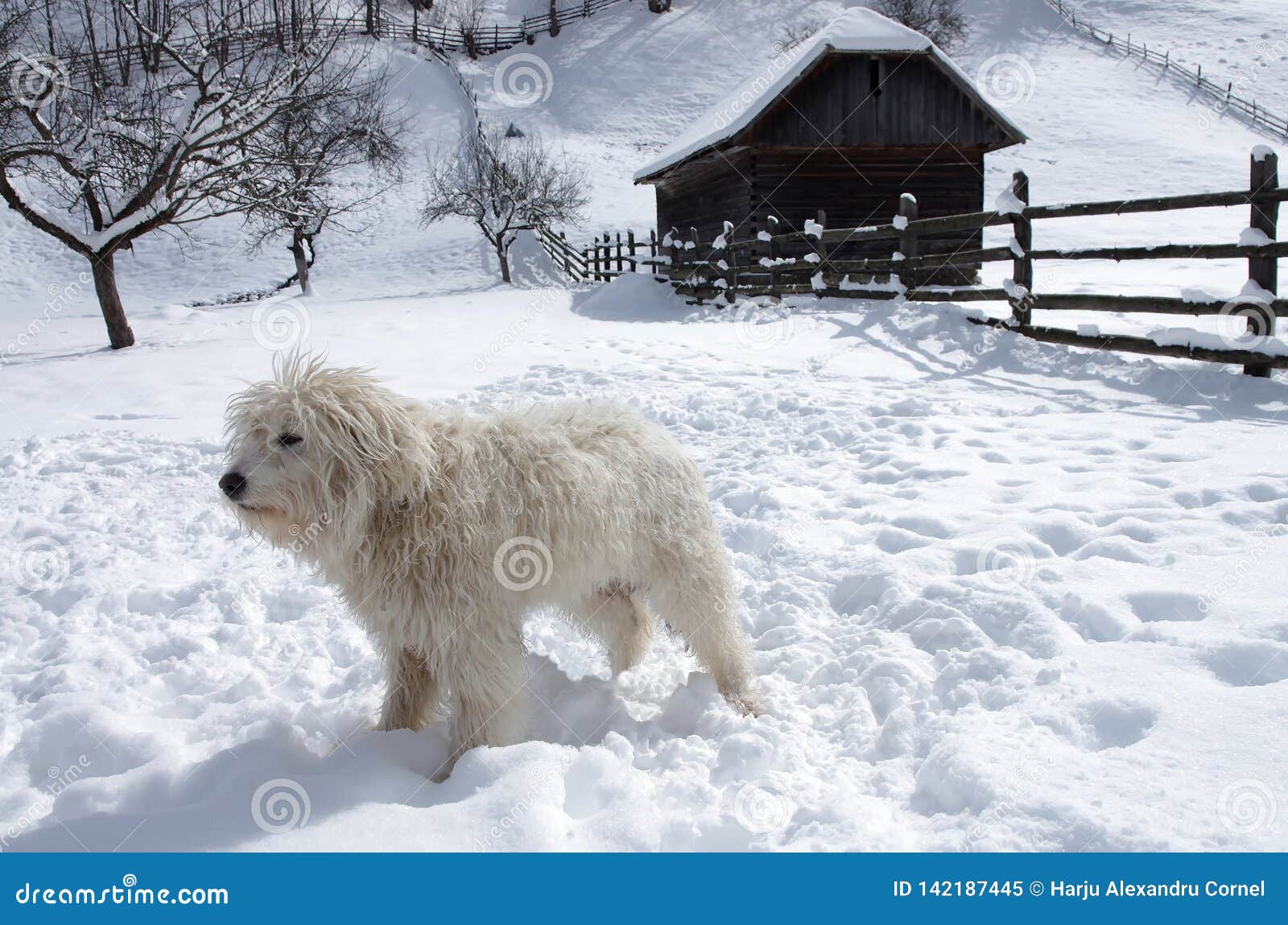 Mioritic Shepherd Dog Stock Image Image Of Romanian 142187445